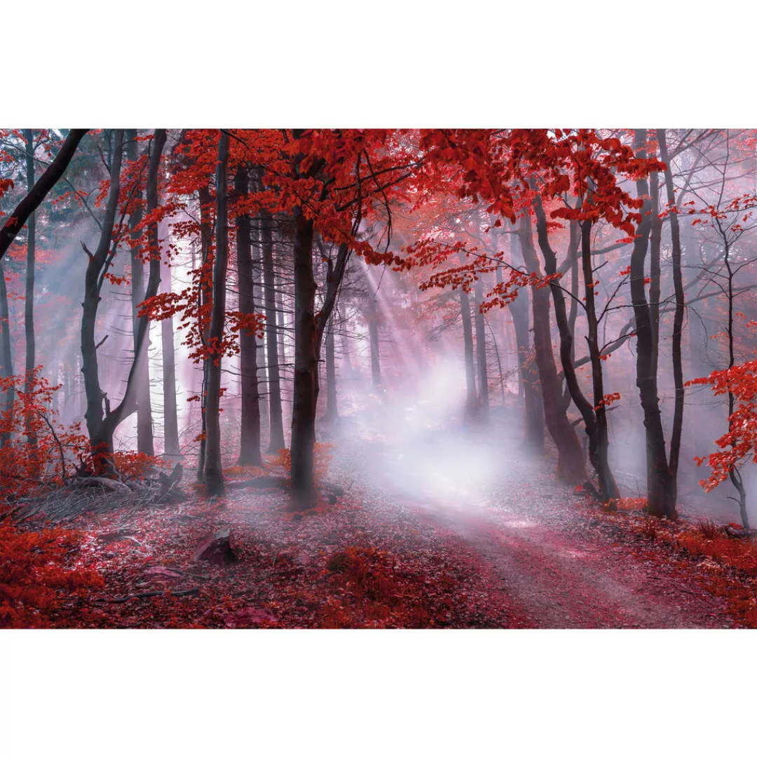 Bönninghoff Keilrahmenbild Wald B/L: ca. 118x78 cm günstig online kaufen