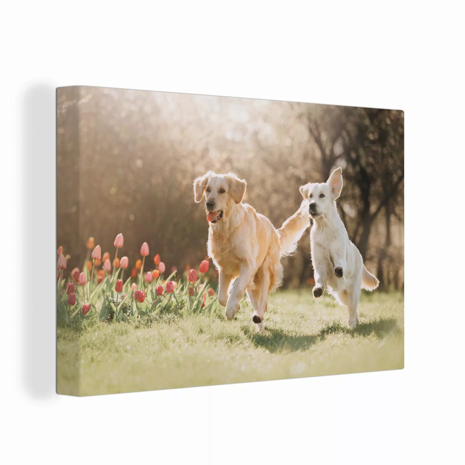 OneMillionCanvasses® Leinwandbild Hunde - Sonne - günstig online kaufen