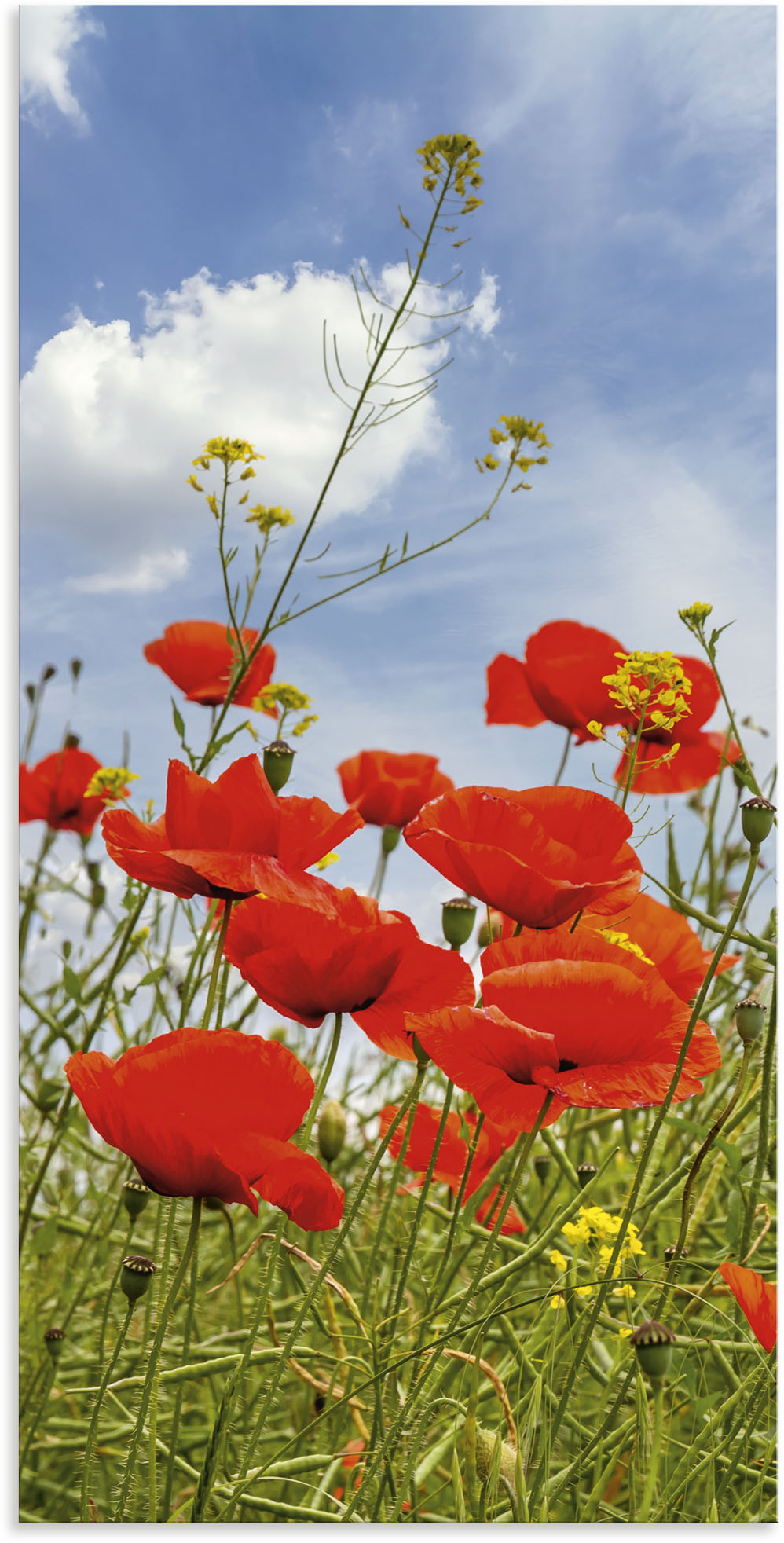 Artland Wandbild »Mohnblumen im Panorama«, Blumenbilder, (1 St.), als Alubi günstig online kaufen