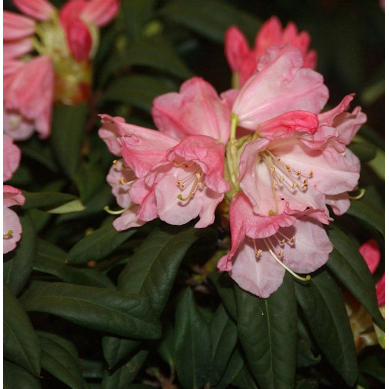 INKARHO - Großblumige Rhododendron Maifeuer 40-50cm - Alpenrose günstig online kaufen