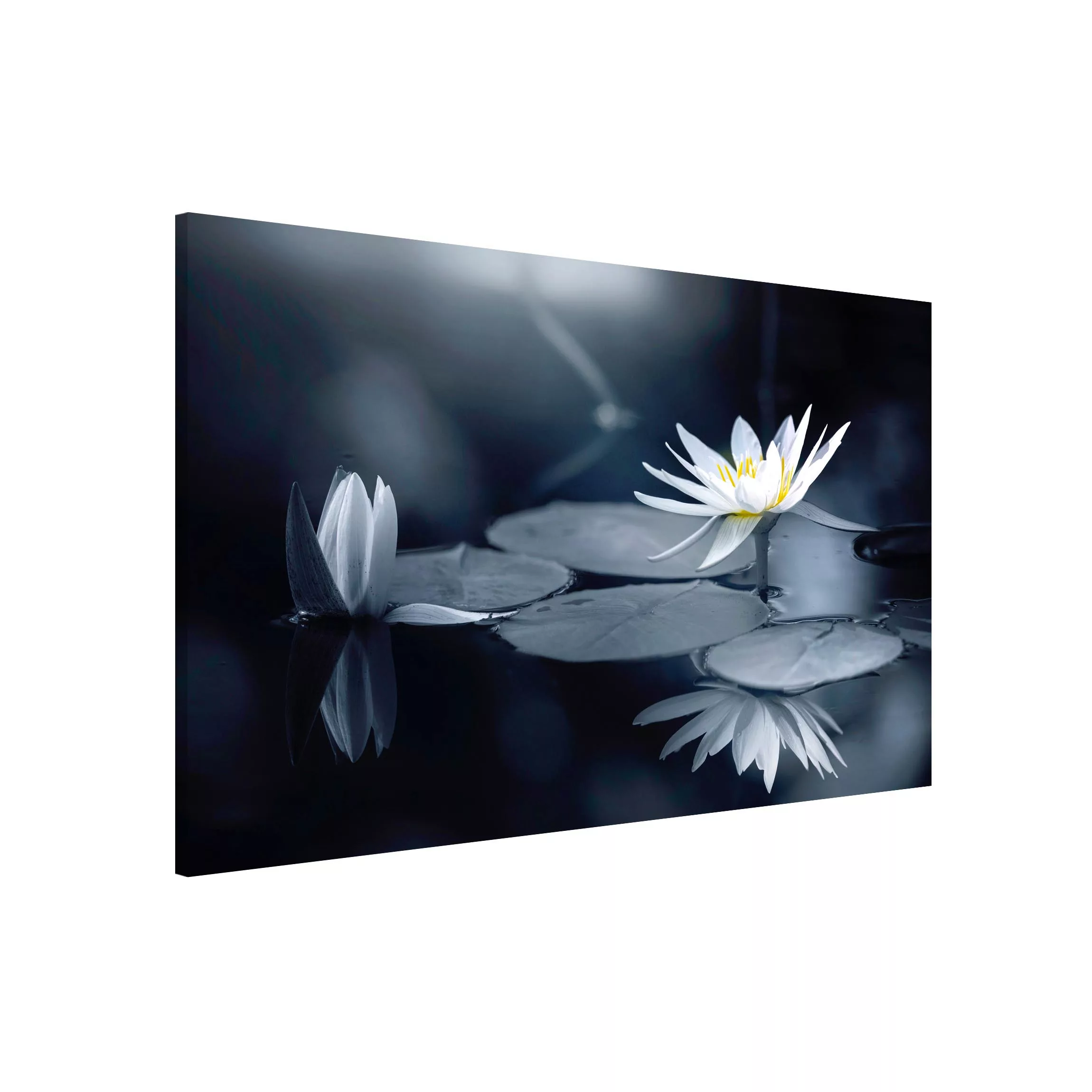 Magnettafel Lotus Spiegelung im Wasser günstig online kaufen