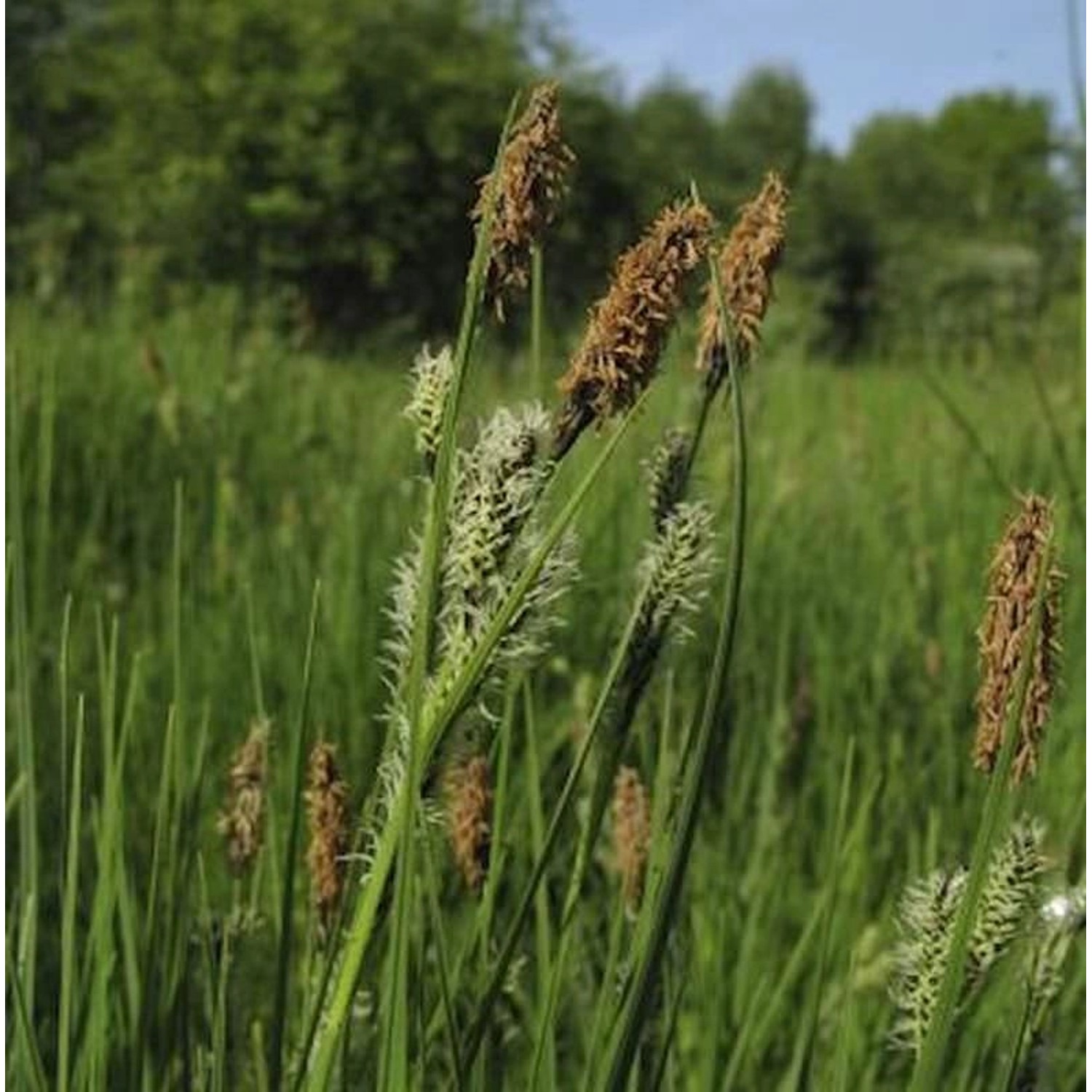 Schwarzbraune Segge - Carex nigra günstig online kaufen