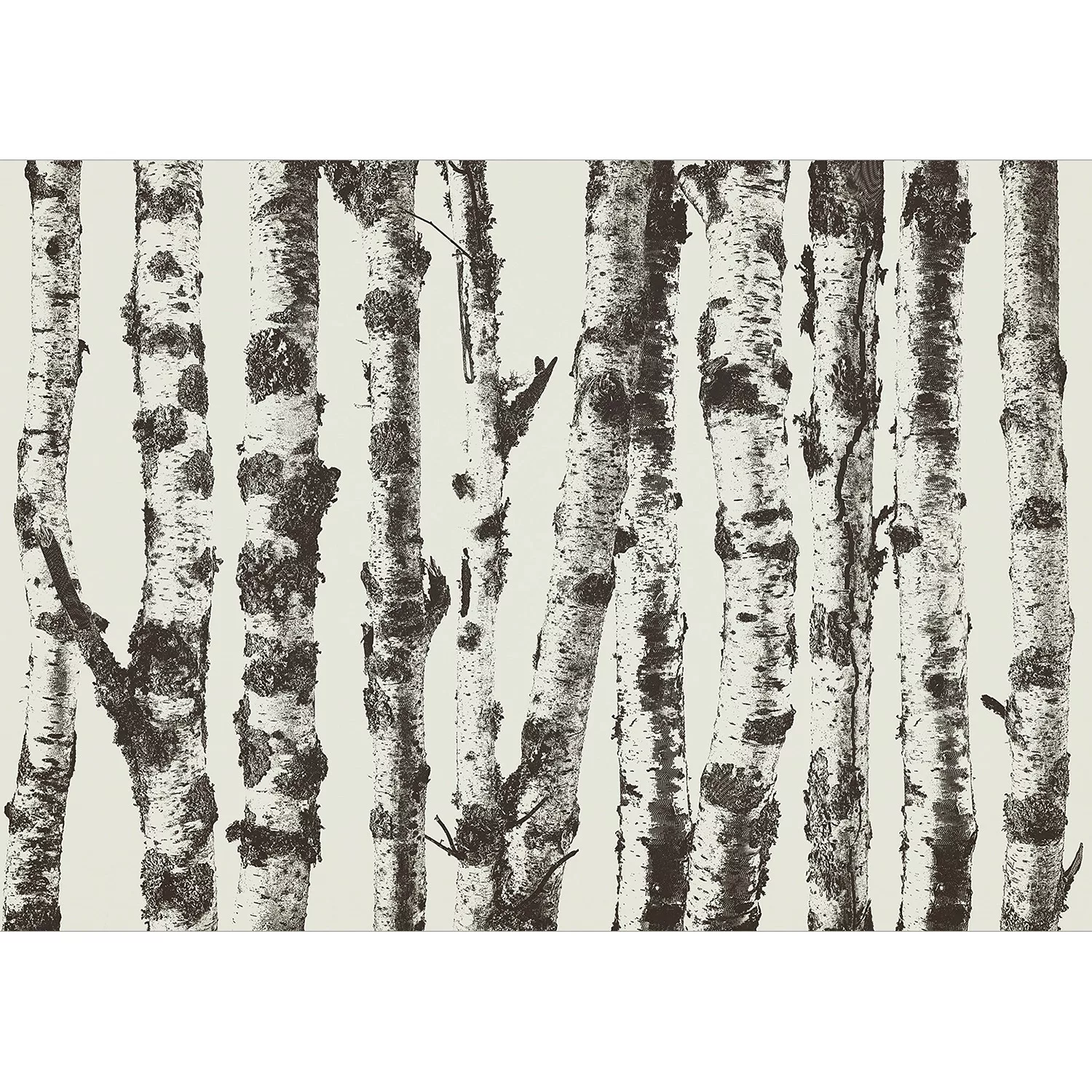 Fototapete - Stately Birches - First Variant günstig online kaufen