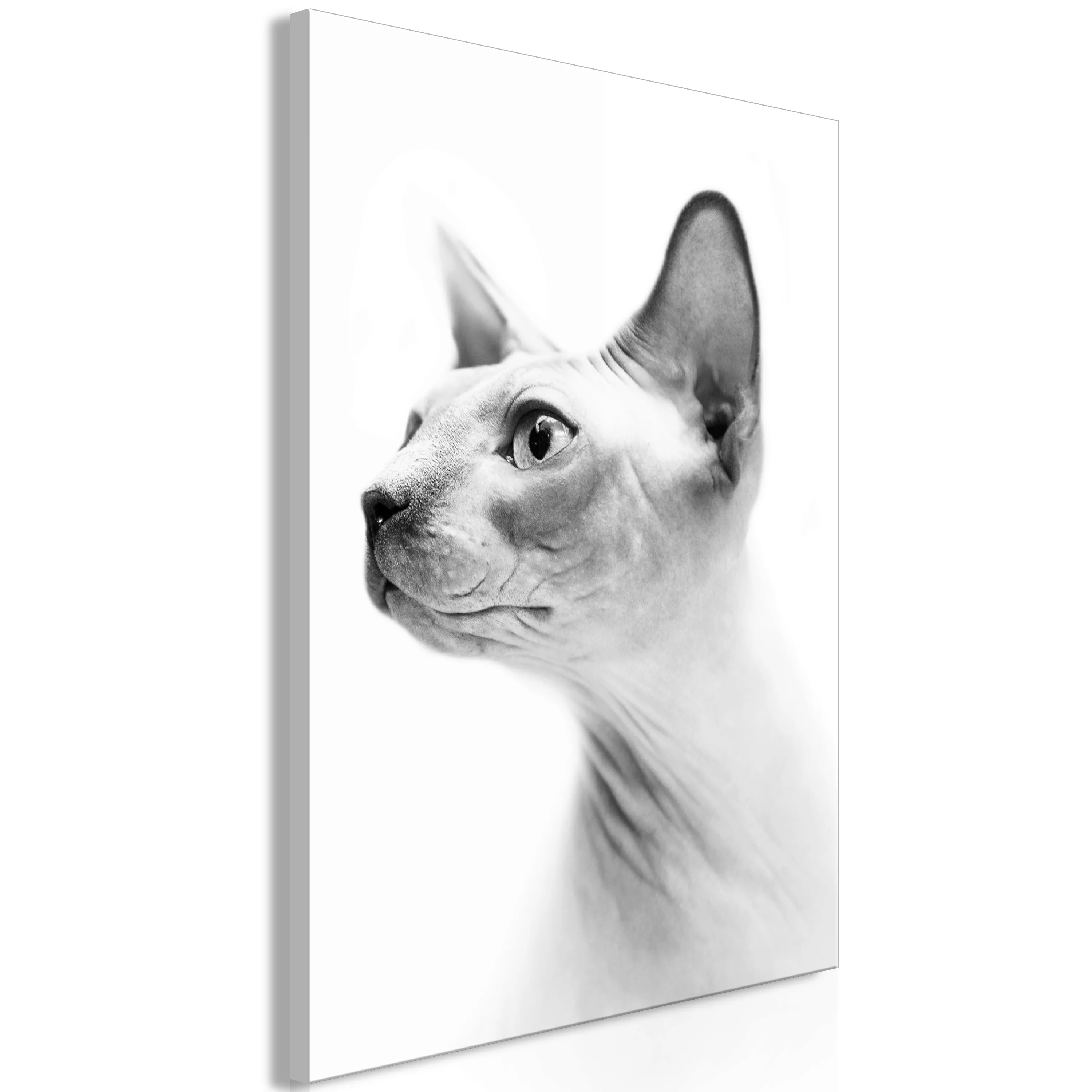 Wandbild - Hairless Cat (1 Part) Vertical günstig online kaufen