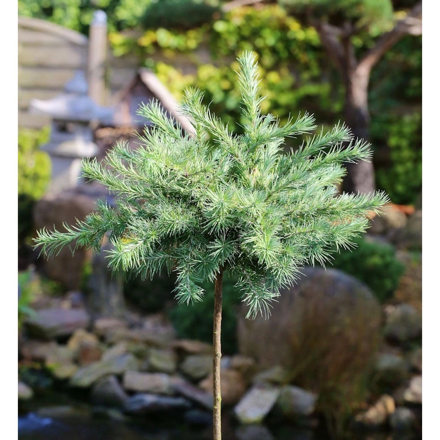 Hochstamm Japanische Lärche Blue Dwarf 40-60cm - Larix kaempferi günstig online kaufen