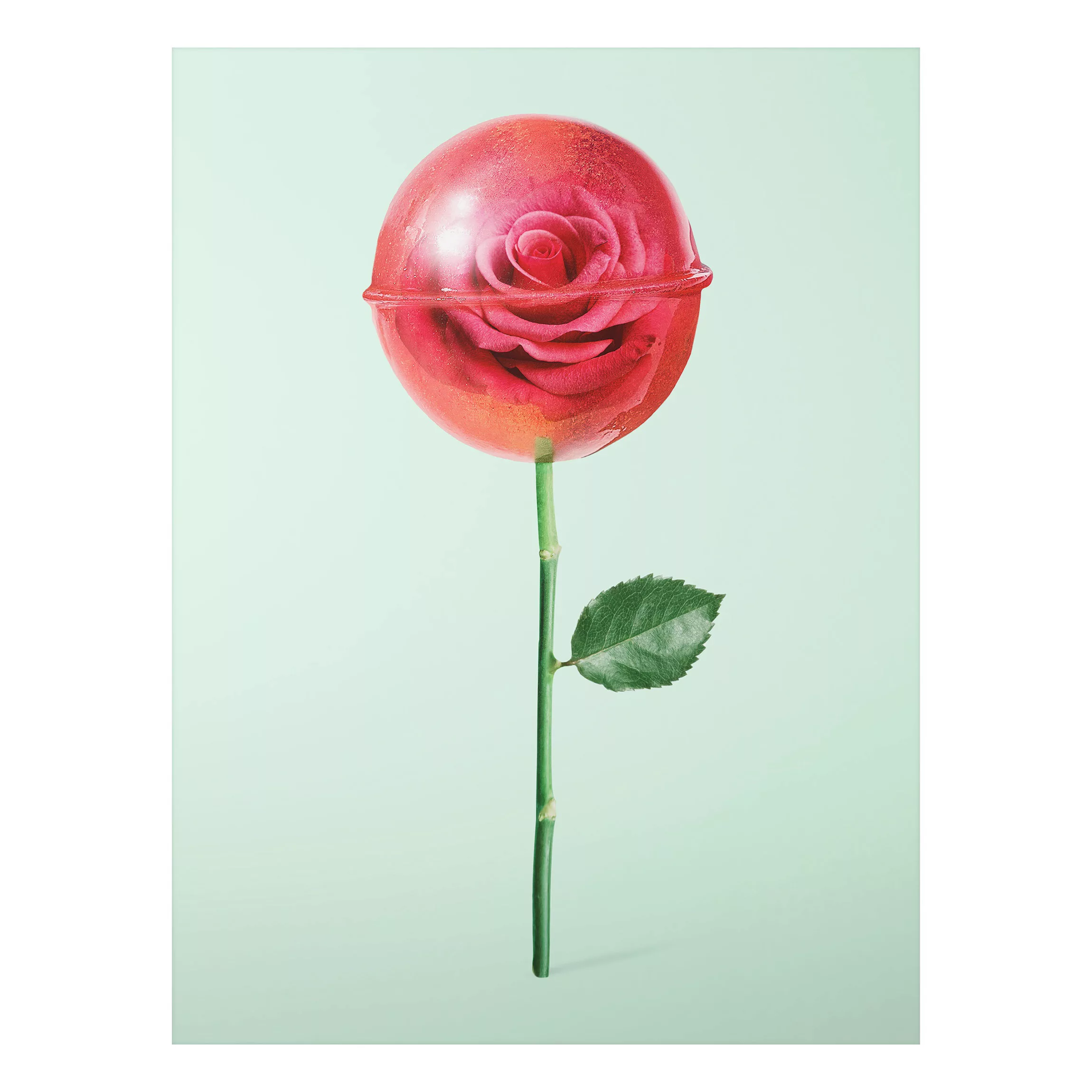 Alu-Dibond Bild Blumen - Hochformat 3:4 Rose mit Lollipop günstig online kaufen