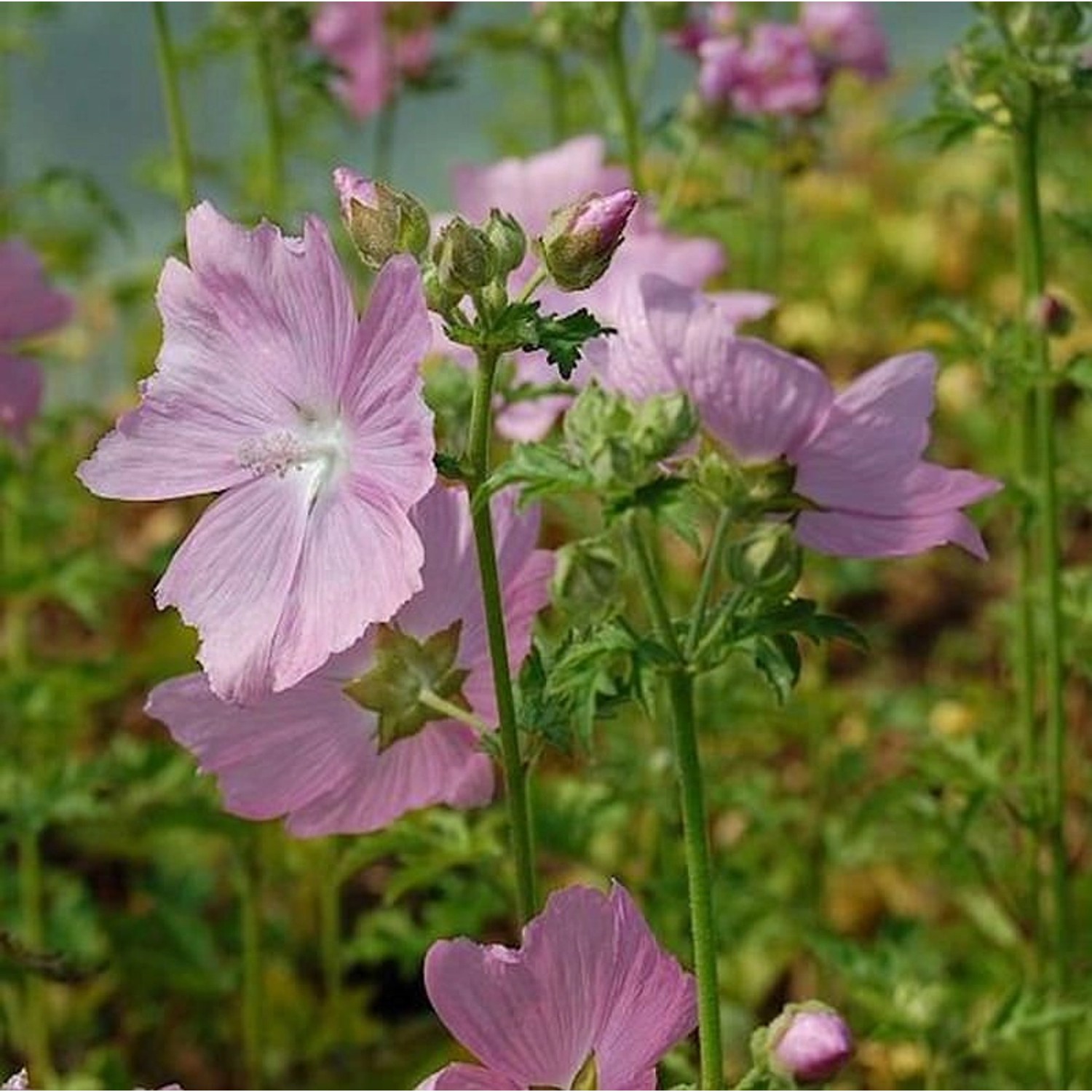 Rosen Malve Fastigiata - Malva alcea günstig online kaufen