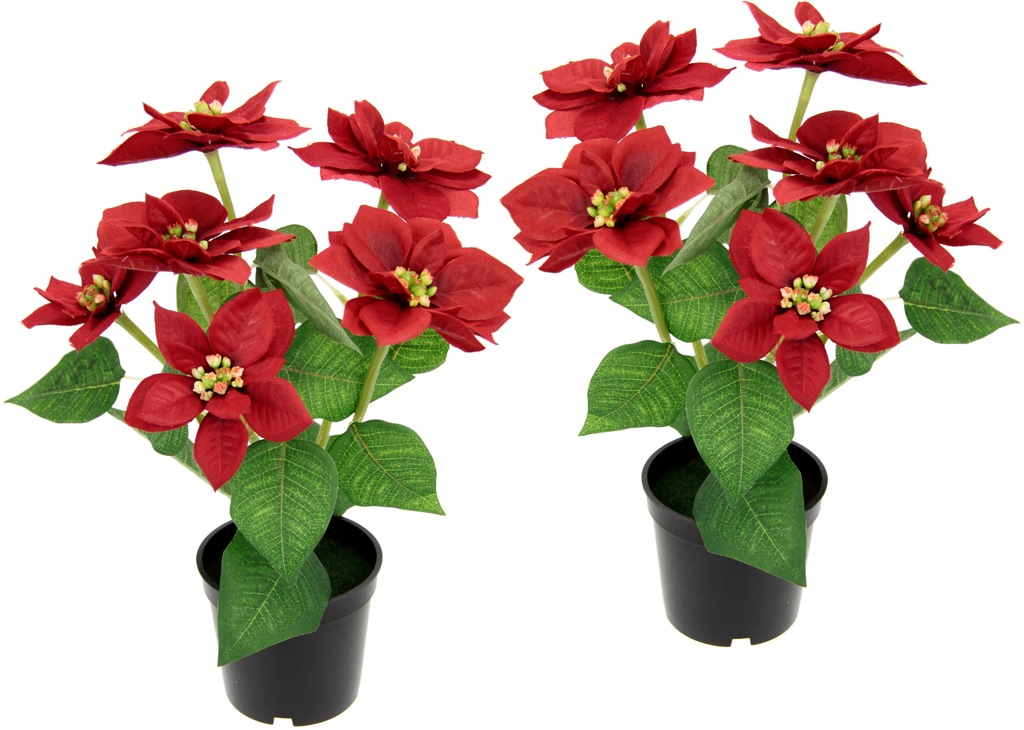 I.GE.A. Kunstpflanze "Poinsettie", im Topf, 2er Set günstig online kaufen