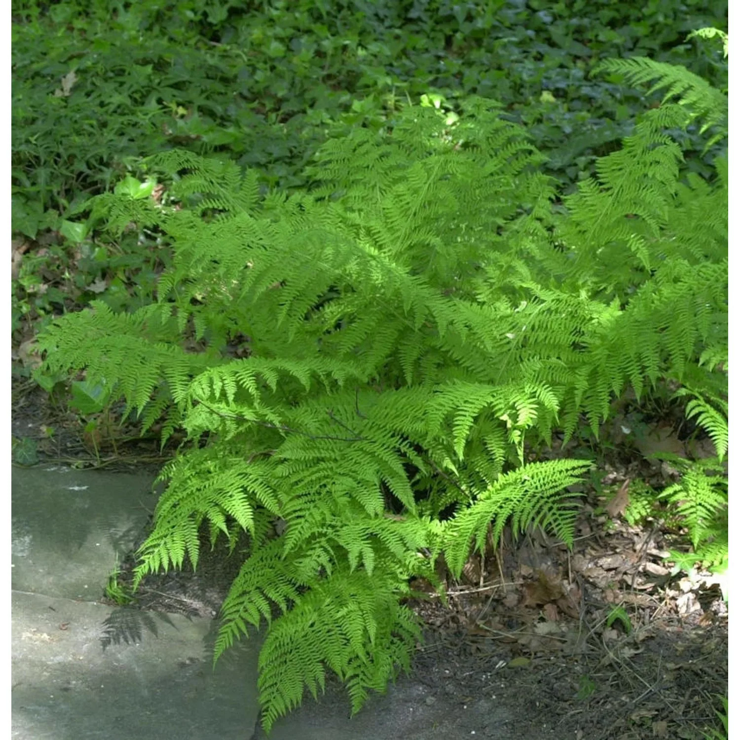 Wald-Frauenfarn  - Athyrium distentifolium günstig online kaufen