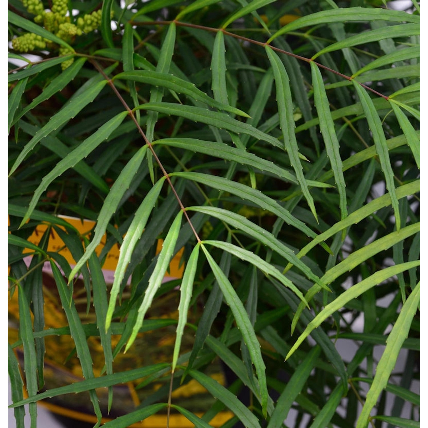 Chinesische Mahonie Soft Caress 30-40cm - Mahonia eurybracteata günstig online kaufen