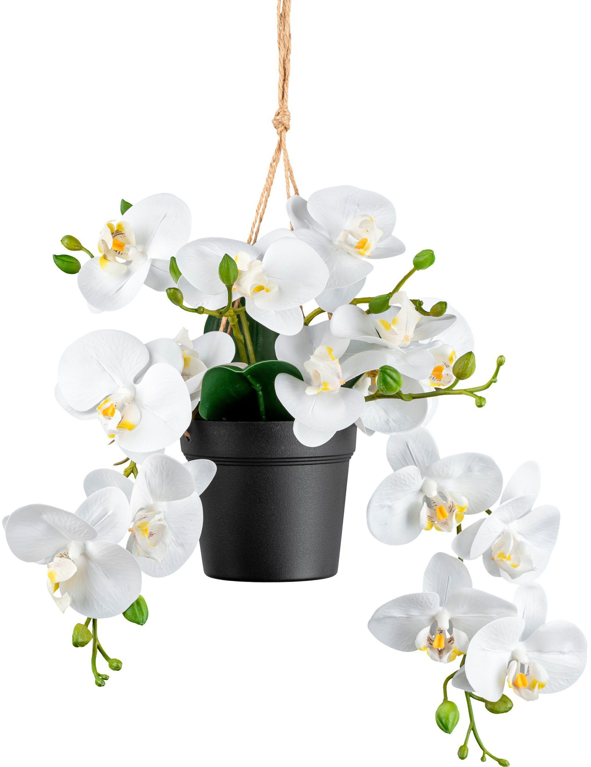 Creativ green Kunstorchidee "Orchidee Phalaenopsis", mit real-touch-Blüten günstig online kaufen