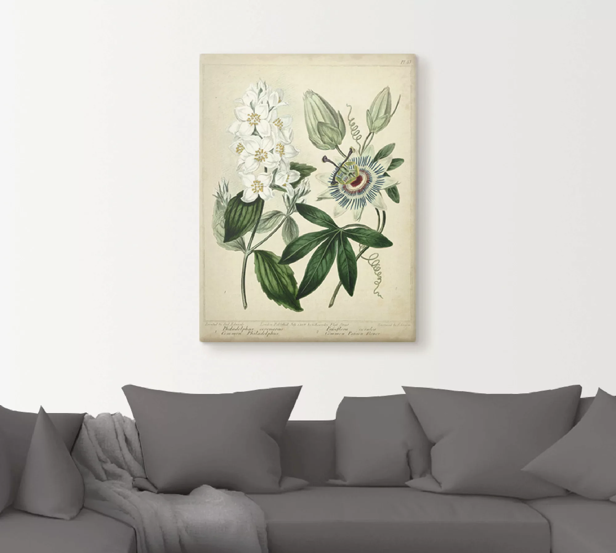 Artland Wandbild »Federnelke II«, Blumen, (1 St.) günstig online kaufen