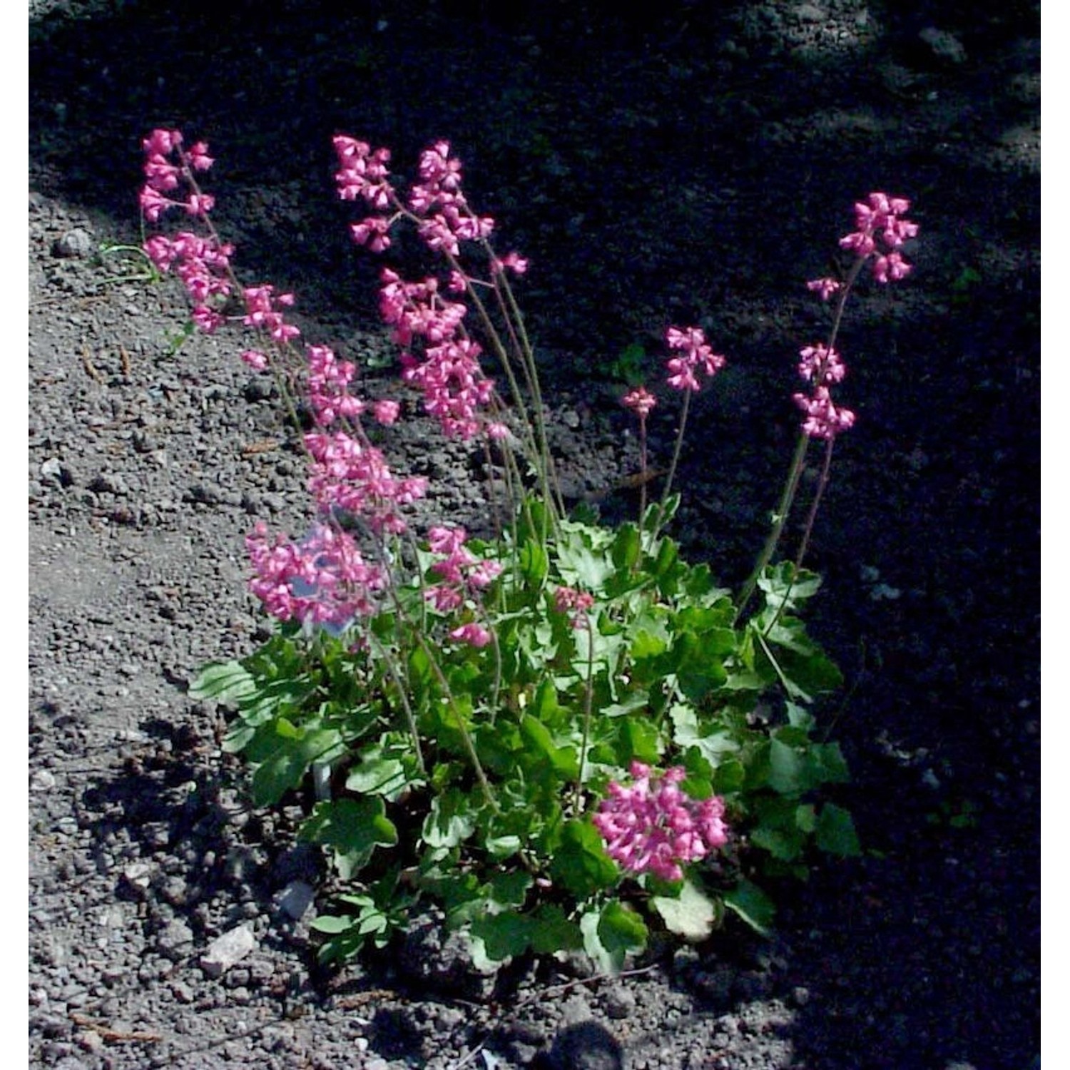 Purpurglöckchen - Heuchera sanguinea günstig online kaufen