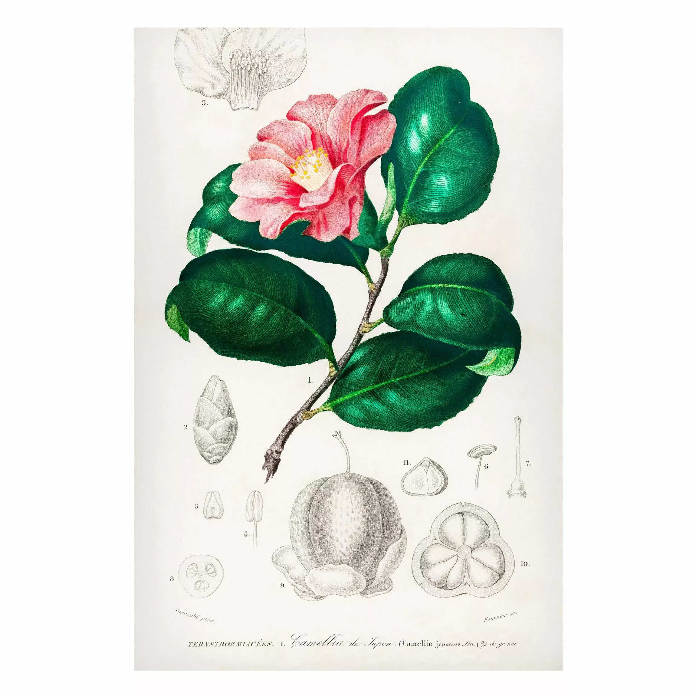 Magnettafel Blumen - Hochformat 2:3 Botanik Vintage Illustration Tropische günstig online kaufen