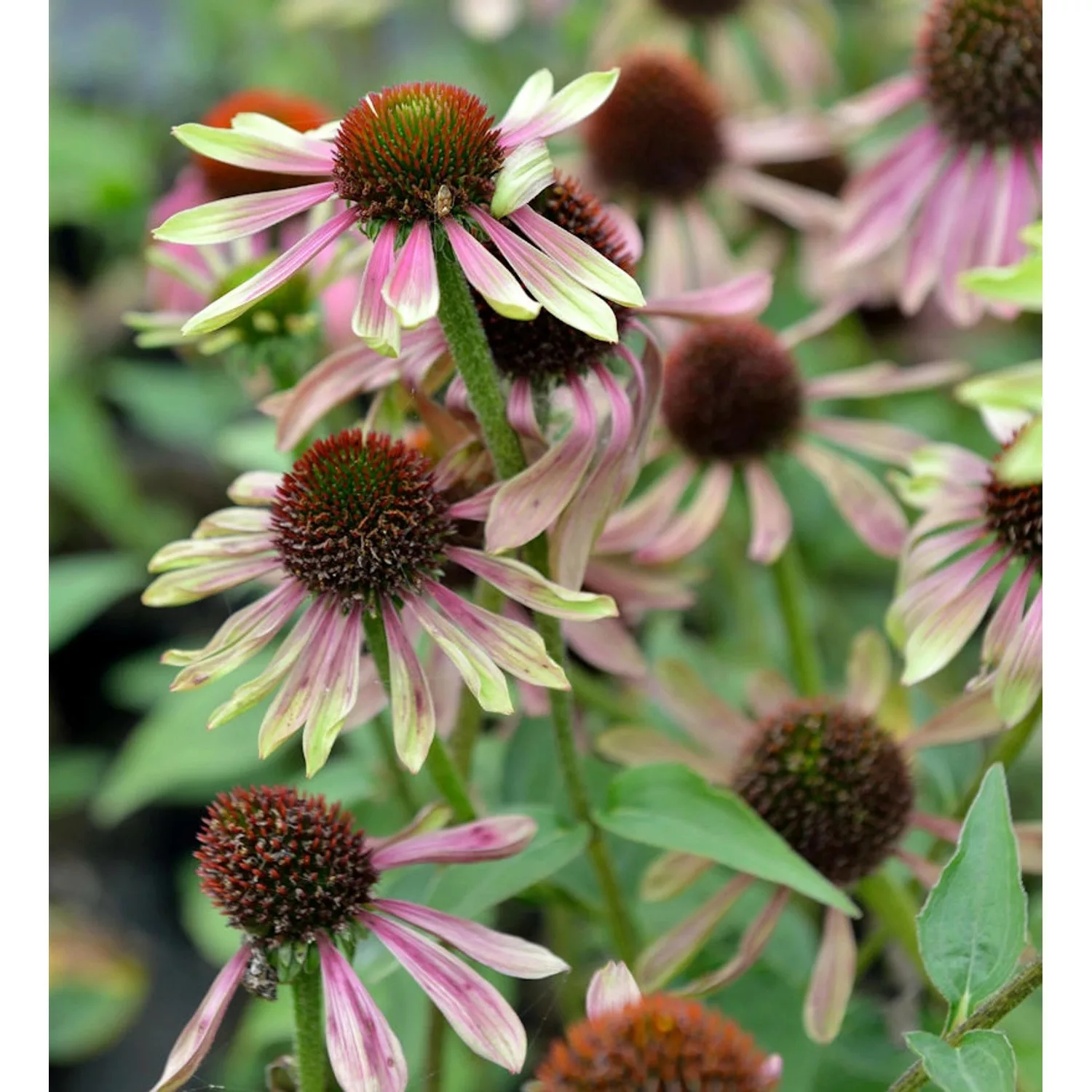 Sonnenhut Green Twister - Echinacea purpurea günstig online kaufen