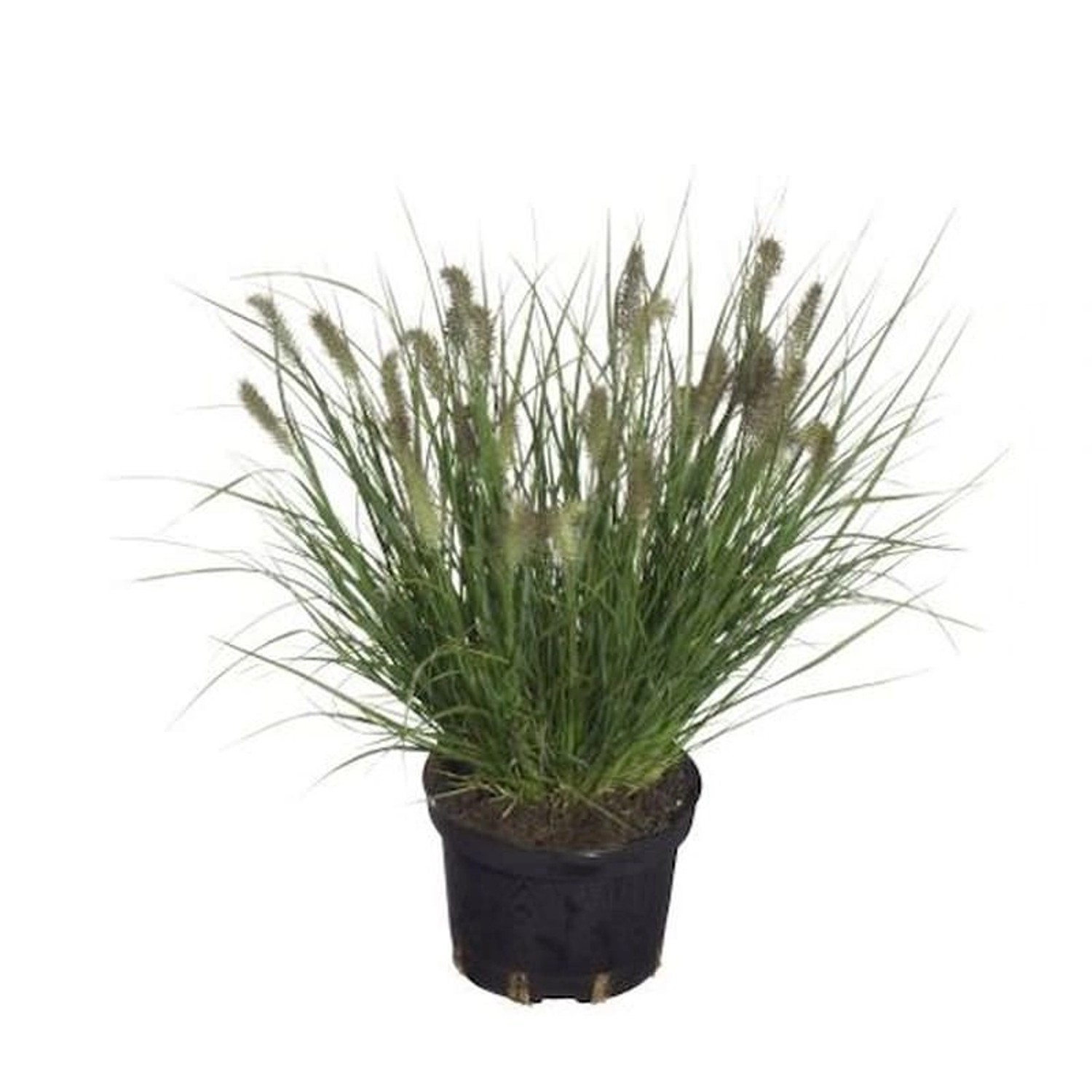 Lampenputzergras Cassian - großer Topf - Pennisetum alopecuroides günstig online kaufen