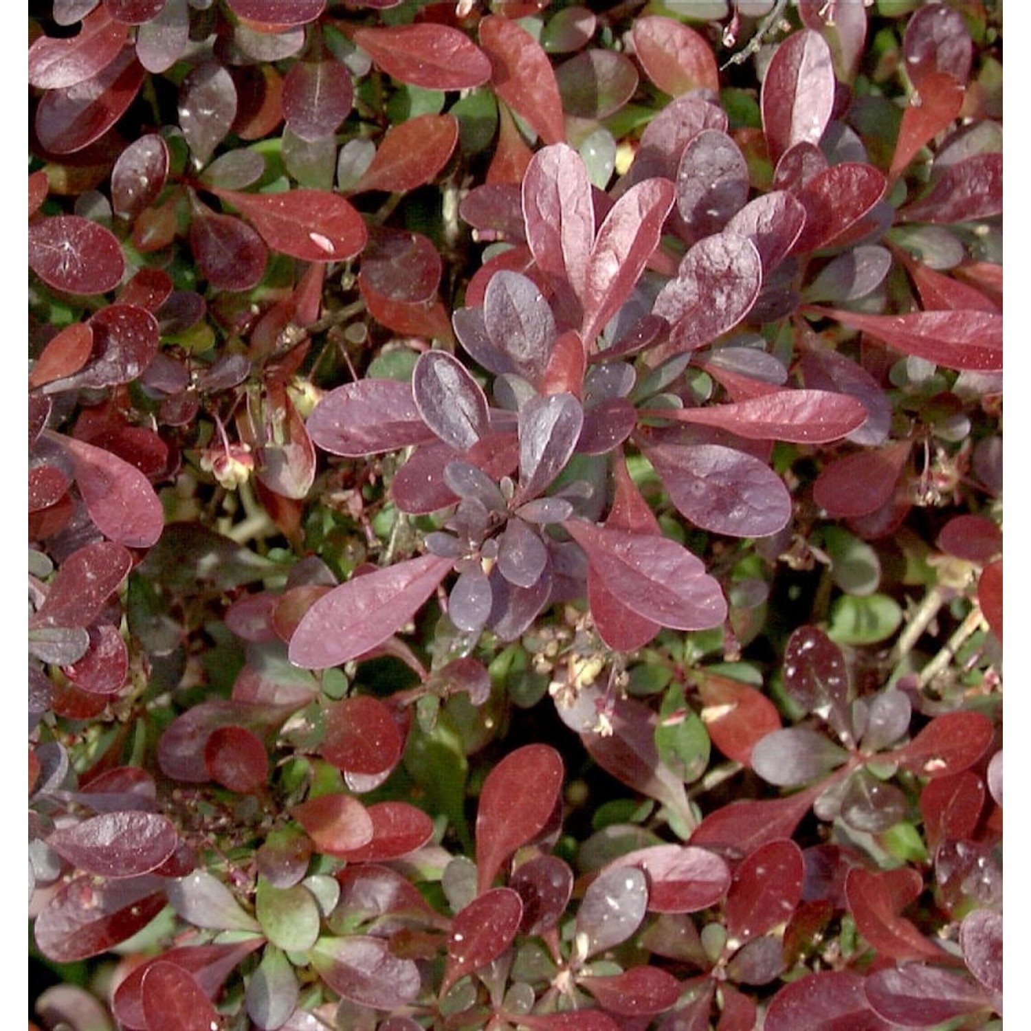 Rote Zwergberberitze 15-20cm - Berberis Atropurpurea günstig online kaufen