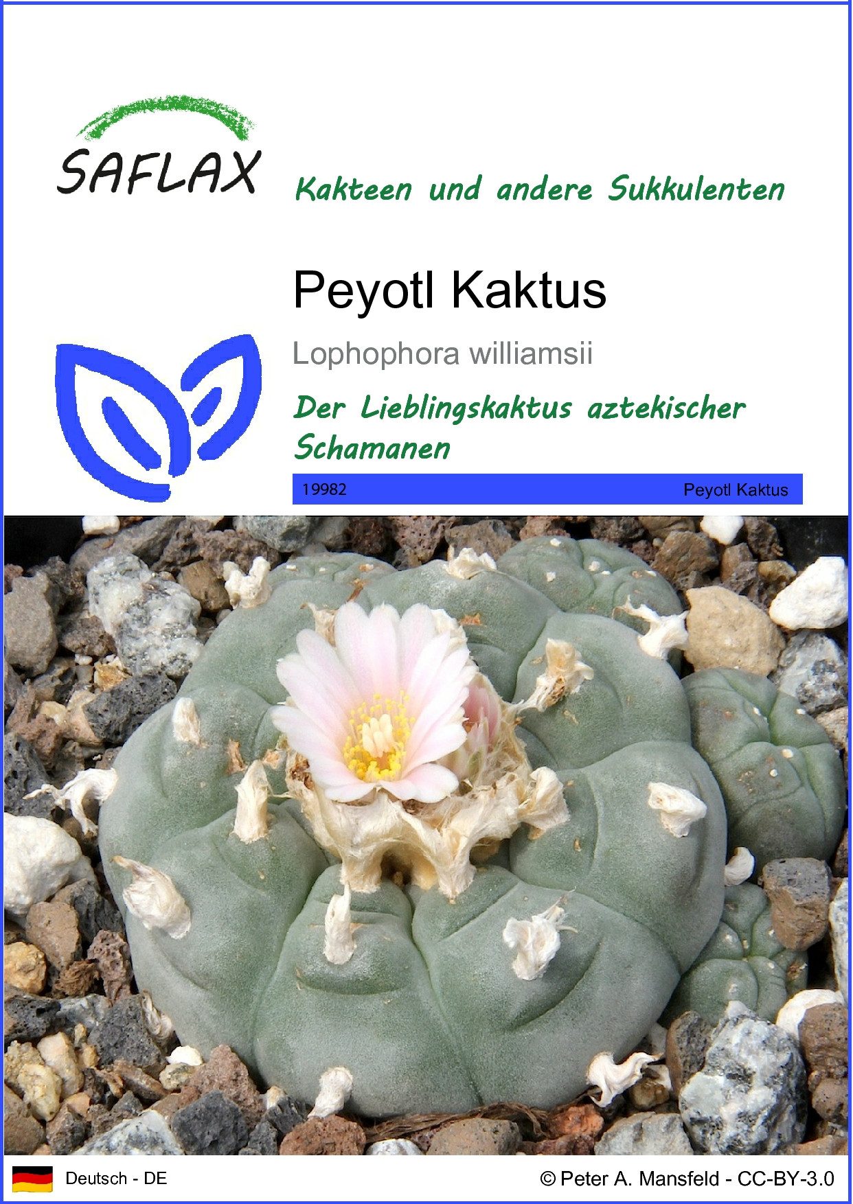 SAFLAX Blumensamen SAFLAX - Samen - günstig online kaufen