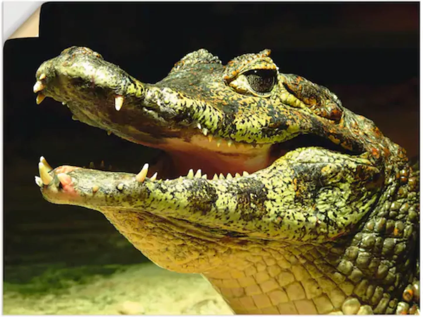 Artland Wandbild »Ein lächelndes Krokodil«, Wassertiere, (1 St.), als Poste günstig online kaufen
