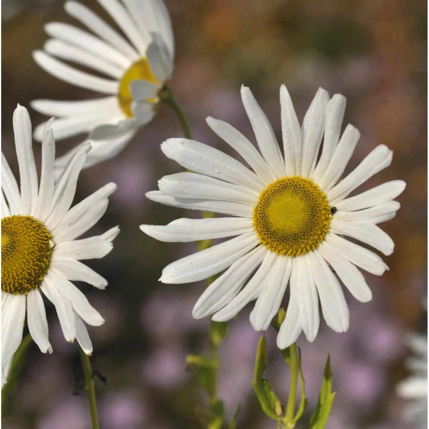 Oktober Margerite - Leucanthemella serotina günstig online kaufen