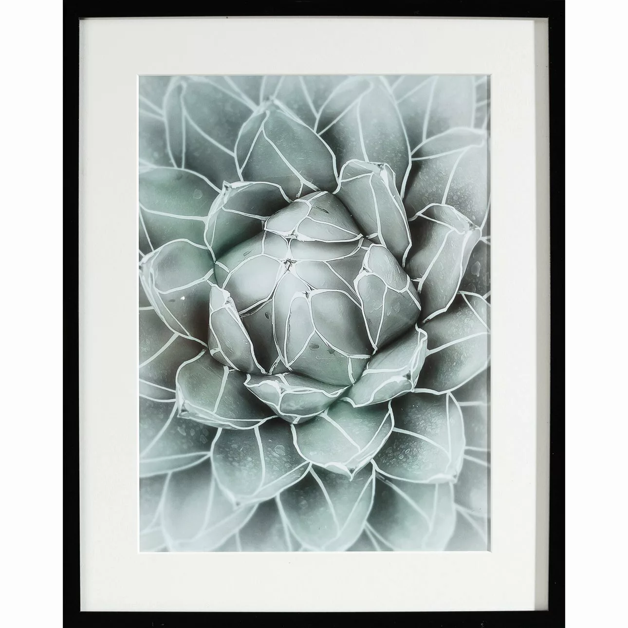 Wandbild Succulents II 40x50xcm, 40x50cm günstig online kaufen