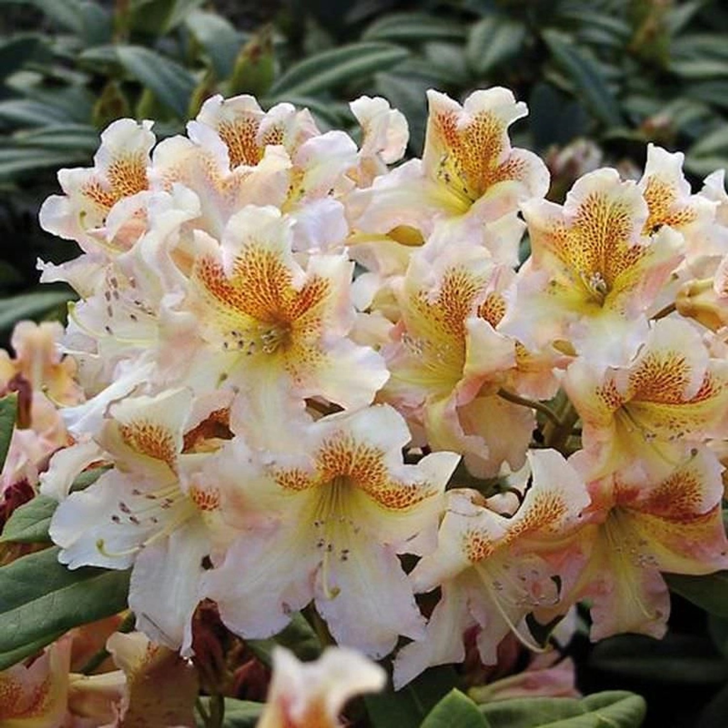 Großblumige Rhododendron Bernstein 30-40cm - Alpenrose günstig online kaufen