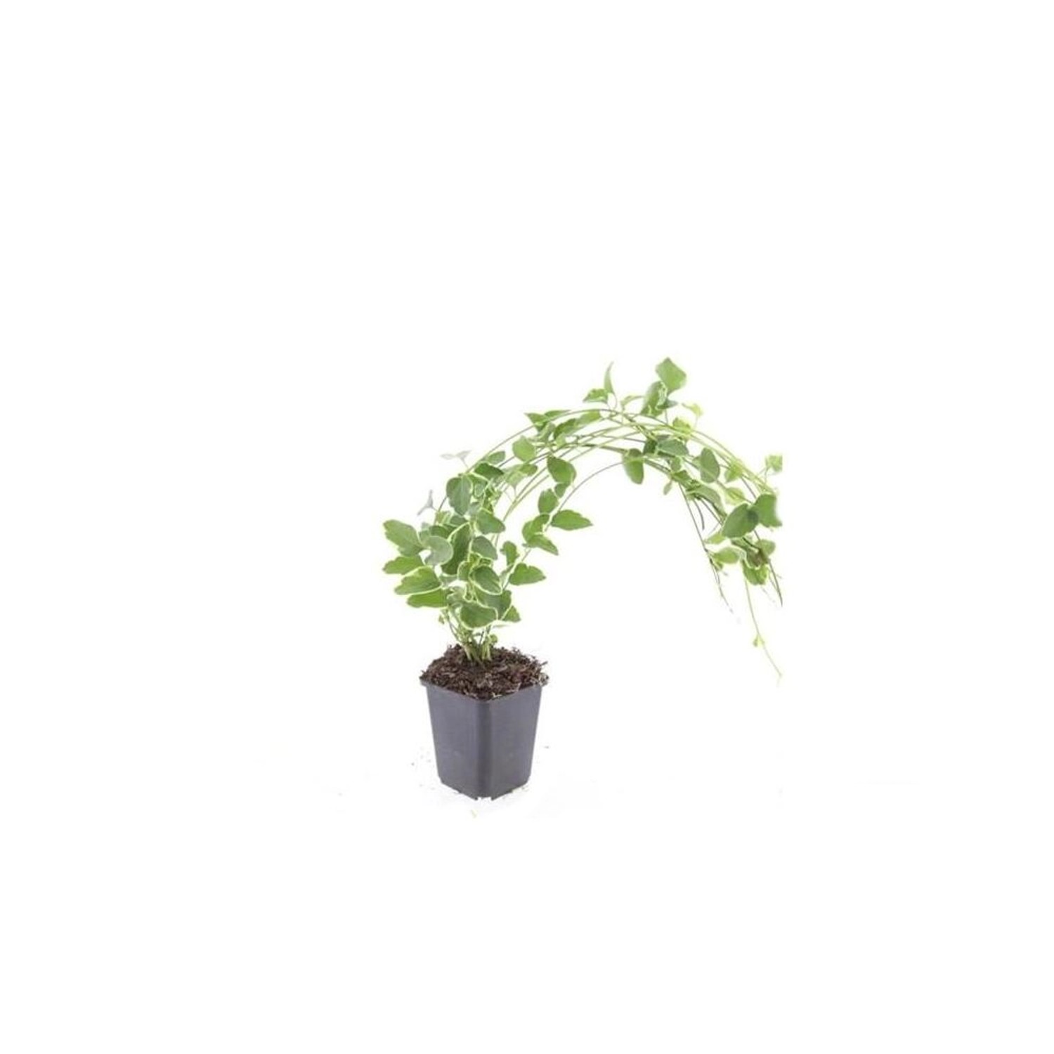 Exotenherz Bodendecker Großblättriges Weissbuntes Immergrün Vinca Major Var günstig online kaufen