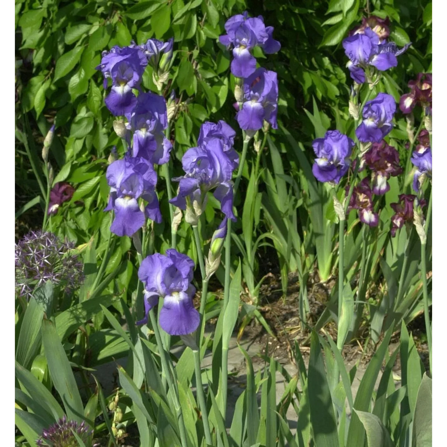 Schwertlilie Harbor Blue - Iris barbata günstig online kaufen