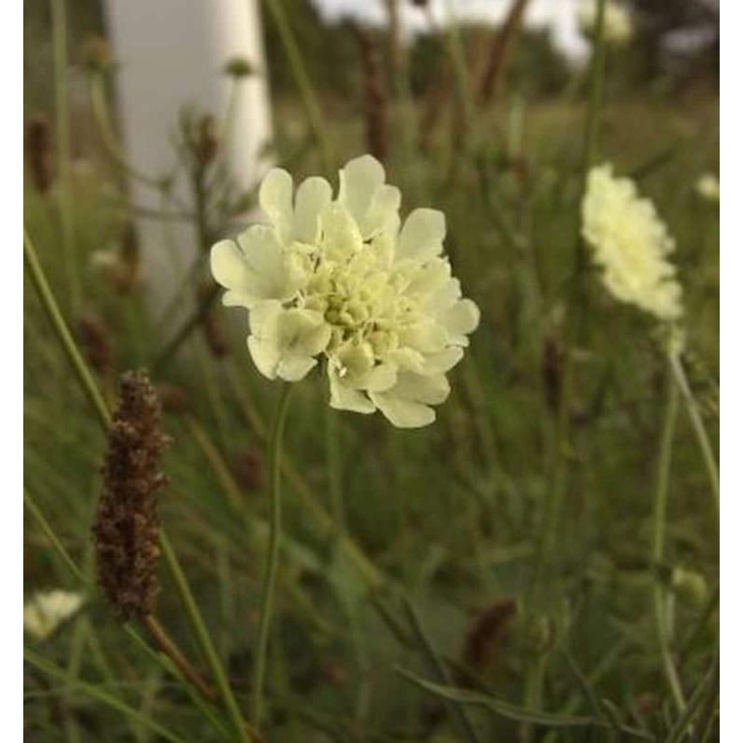 Gelbe Skabiose Moon Dance - Scabiosa ochroleuca günstig online kaufen