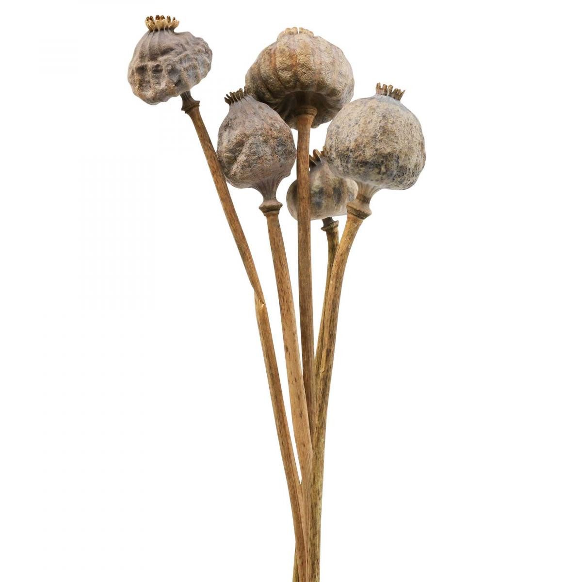 Trockenblume Trockenblumen Mohnkapseln Groß Deko 5er günstig online kaufen