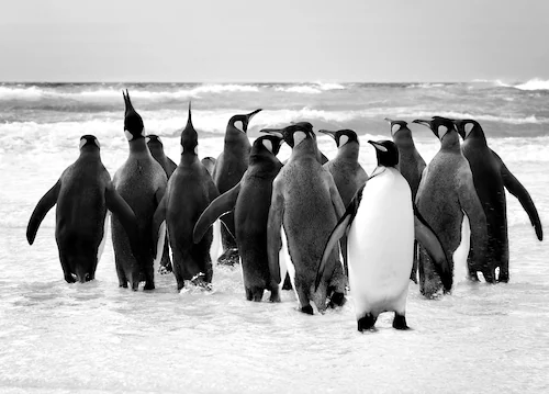 Papermoon Fototapete »Pinguin Schwarz & Weiß« günstig online kaufen