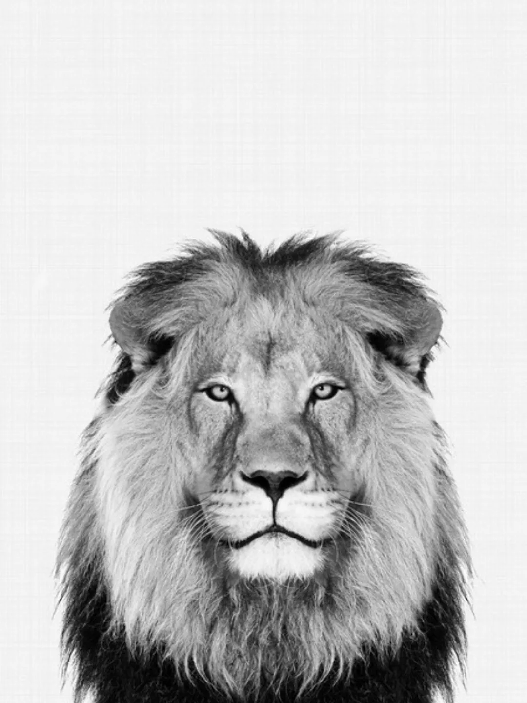 Poster / Leinwandbild - Lion (Black And White) günstig online kaufen