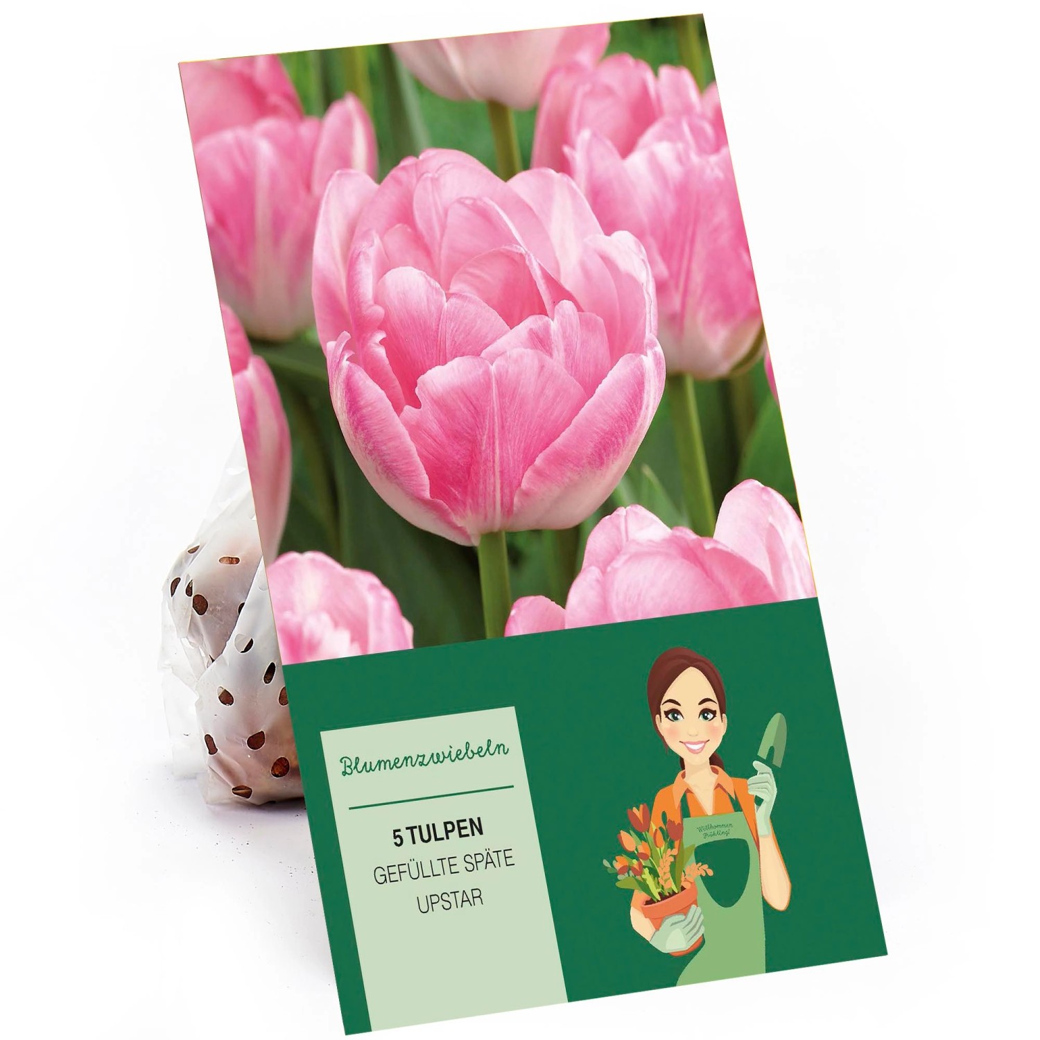 Pfingstrosen-Tulpe Upstar Rosa-Weiß 5 Stück Tulipa günstig online kaufen