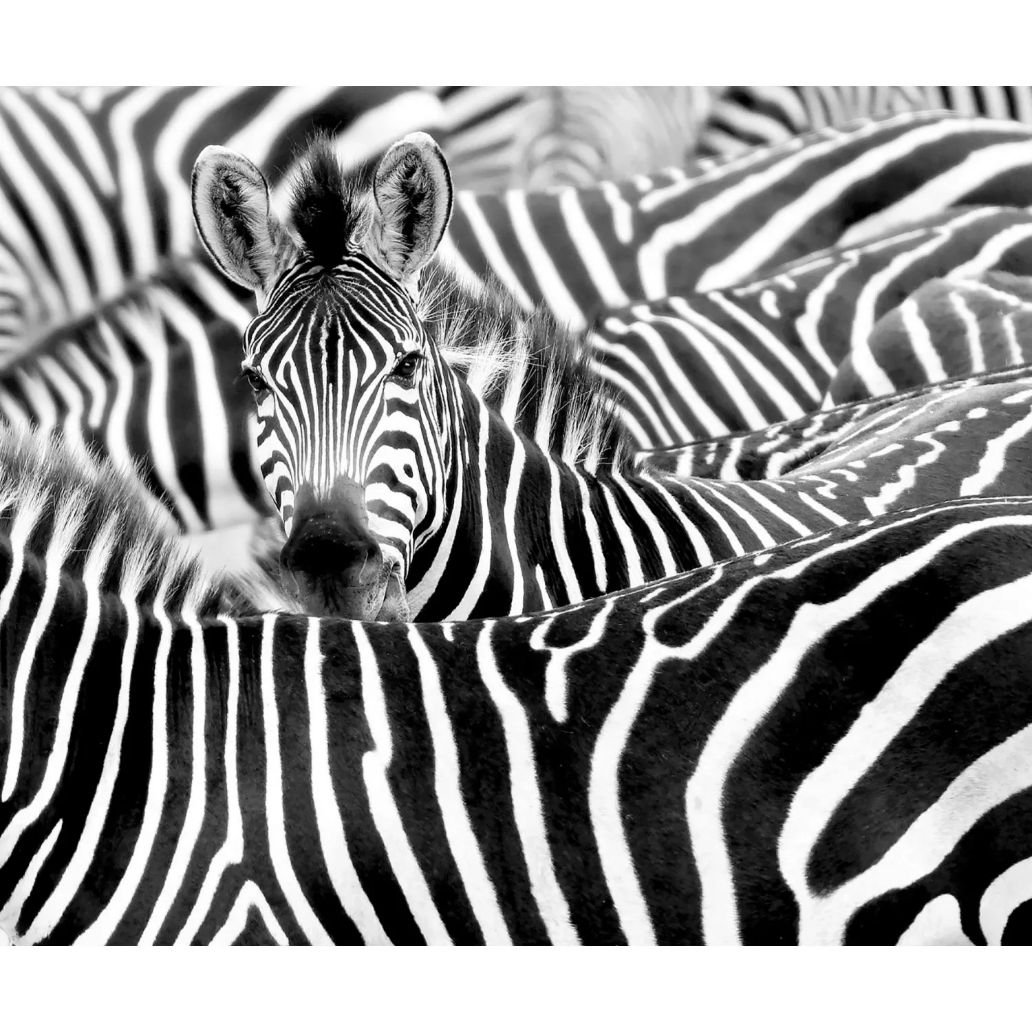 Rasch Digitaldruck African Queen III Zebra Schwarz-Weiß 2,65 x 3,18 m günstig online kaufen