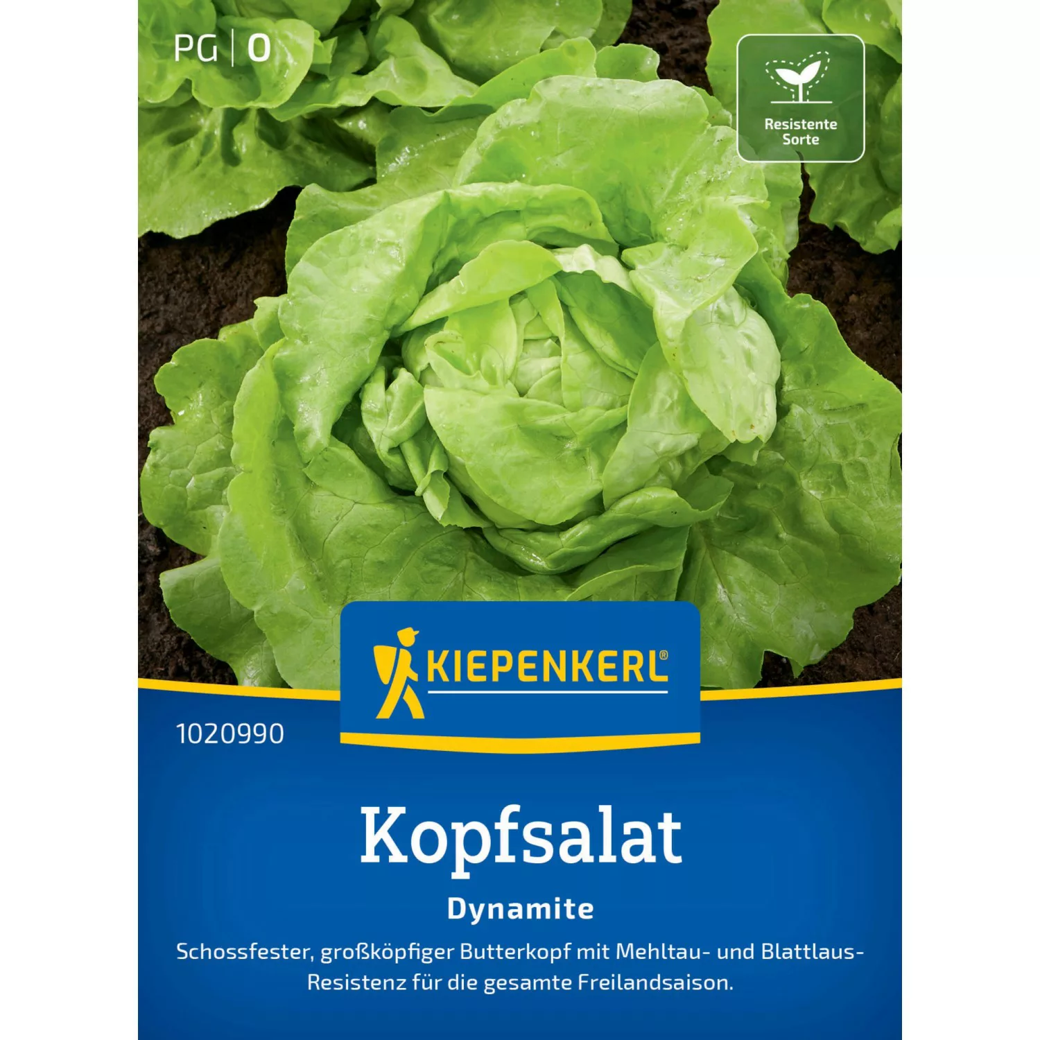 Kiepenkerl Profi-Line Kopfsalat Dynamite günstig online kaufen