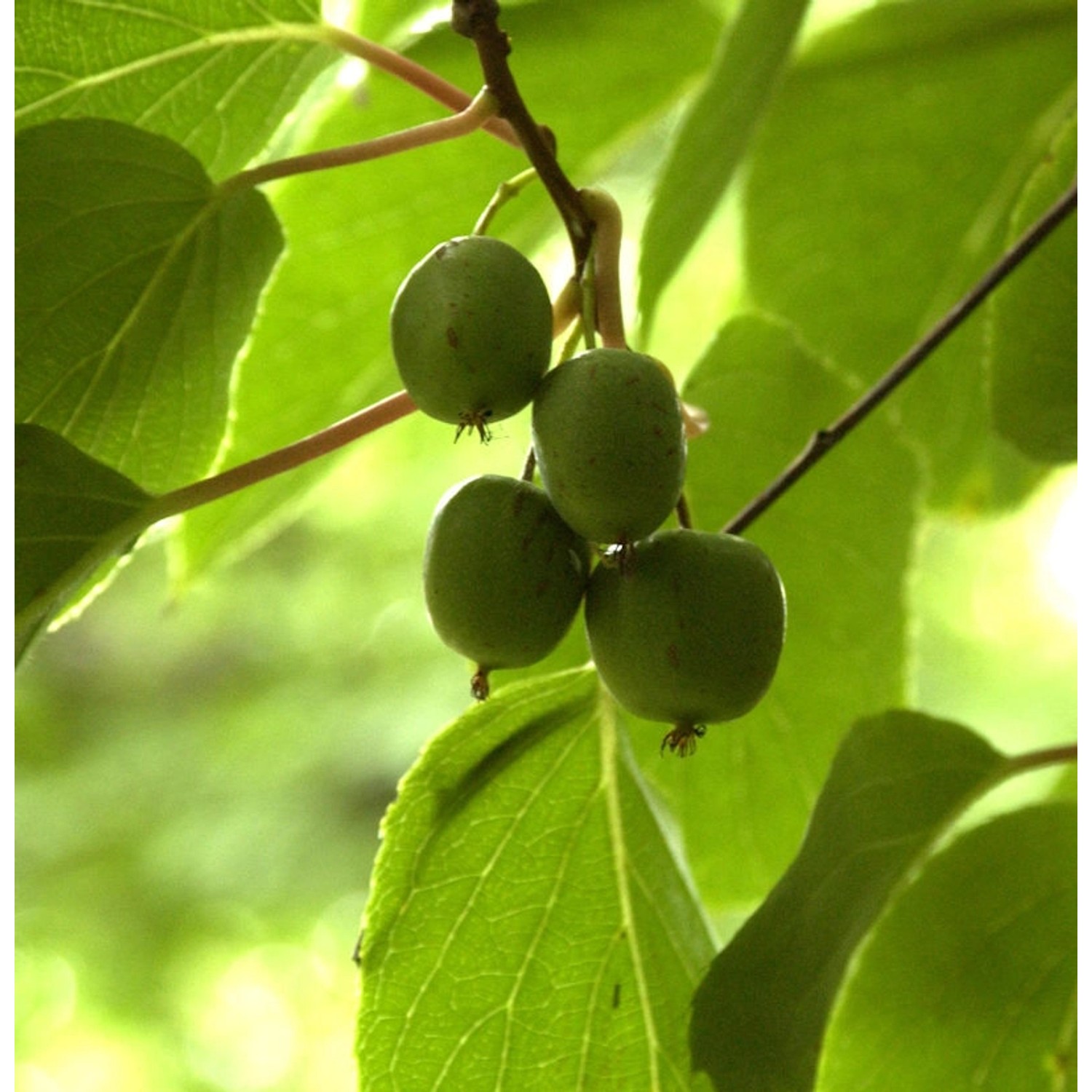 Mini-Kiwi Geneva 60-80cm - Actinidia arguta günstig online kaufen