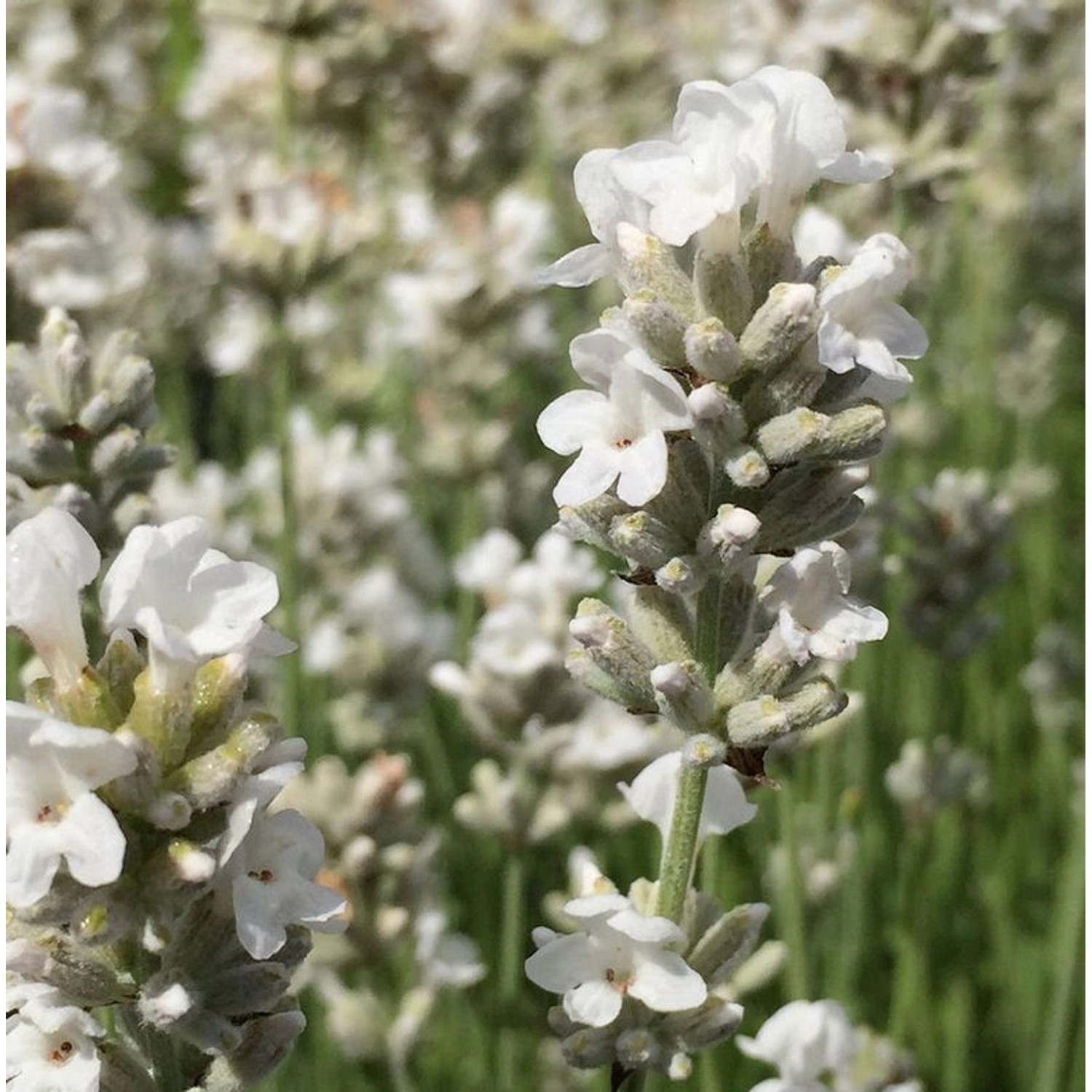 Echter Lavendel Edelweiß - Lavandula angustifolia günstig online kaufen