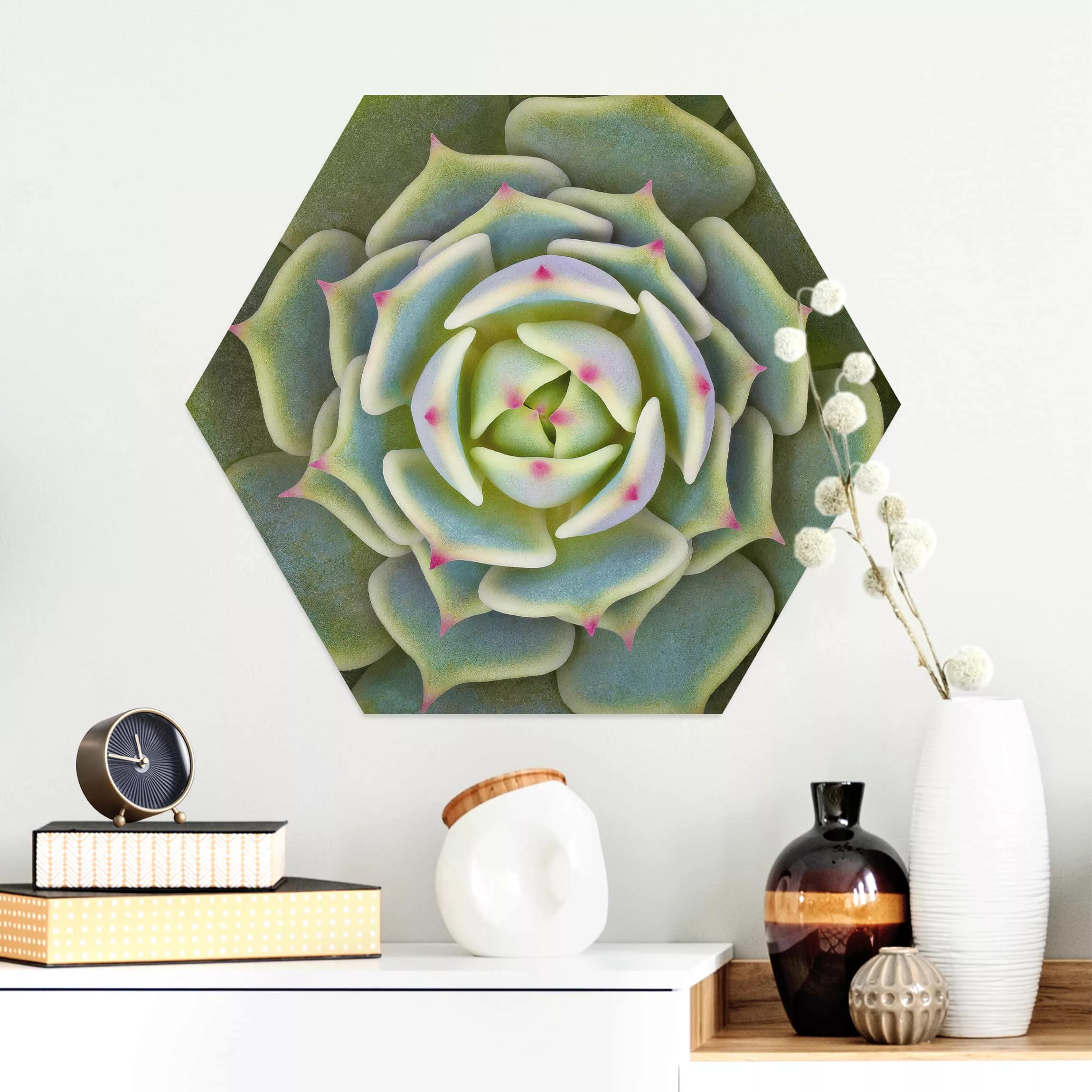 Hexagon-Alu-Dibond Bild Blumen Sukkulente - Echeveria Ben Badis günstig online kaufen