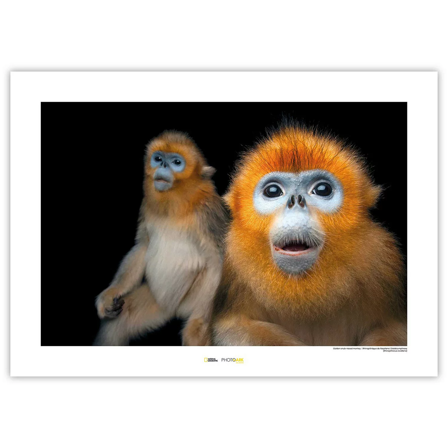 KOMAR Wandbild - Golden Snub-nosed Monkey - Größe: 70 x 50 cm mehrfarbig Gr günstig online kaufen