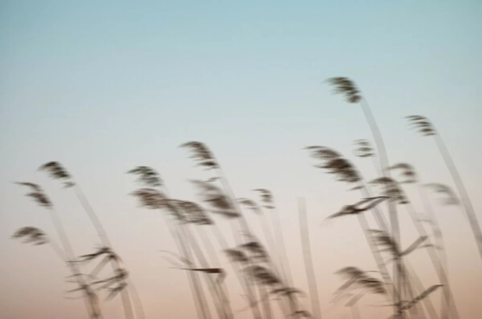 Poster / Leinwandbild - Reeds In The Wind günstig online kaufen