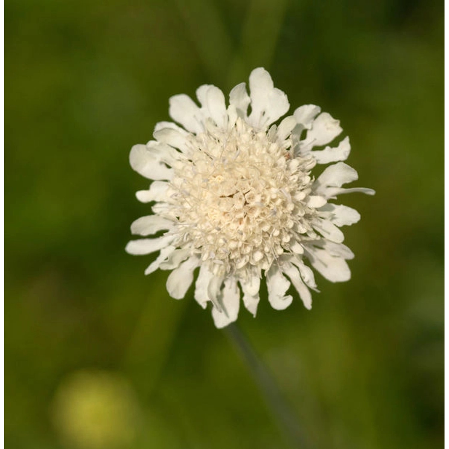 Gelbe Skabiose - Scabiosa ochroleuca günstig online kaufen