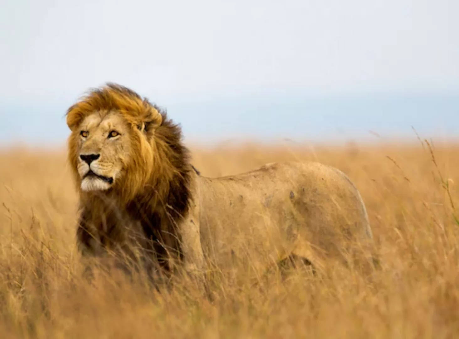 Papermoon Fototapete »Lion in Masai Mara Kenya« günstig online kaufen