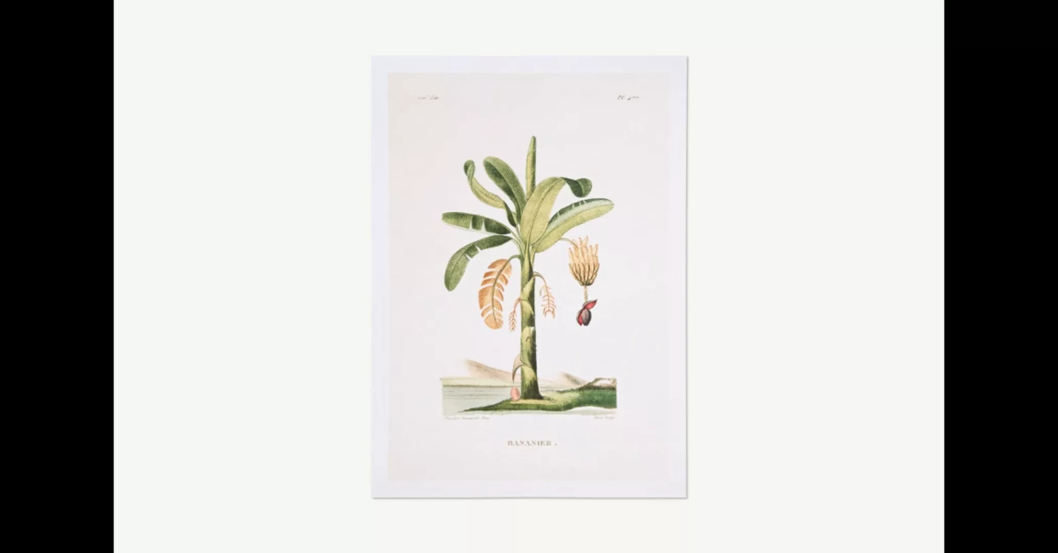 David & David Studio Planche Botanique Bananier Kunstdruck von Laurence Dav günstig online kaufen
