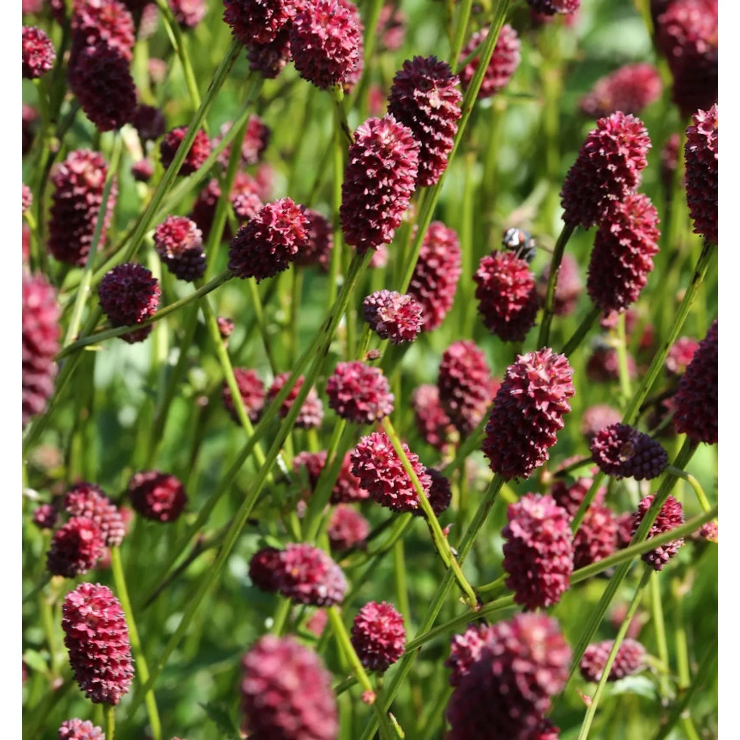 Wiesenknopf Blackthorn - Sanguisorba officinalis günstig online kaufen