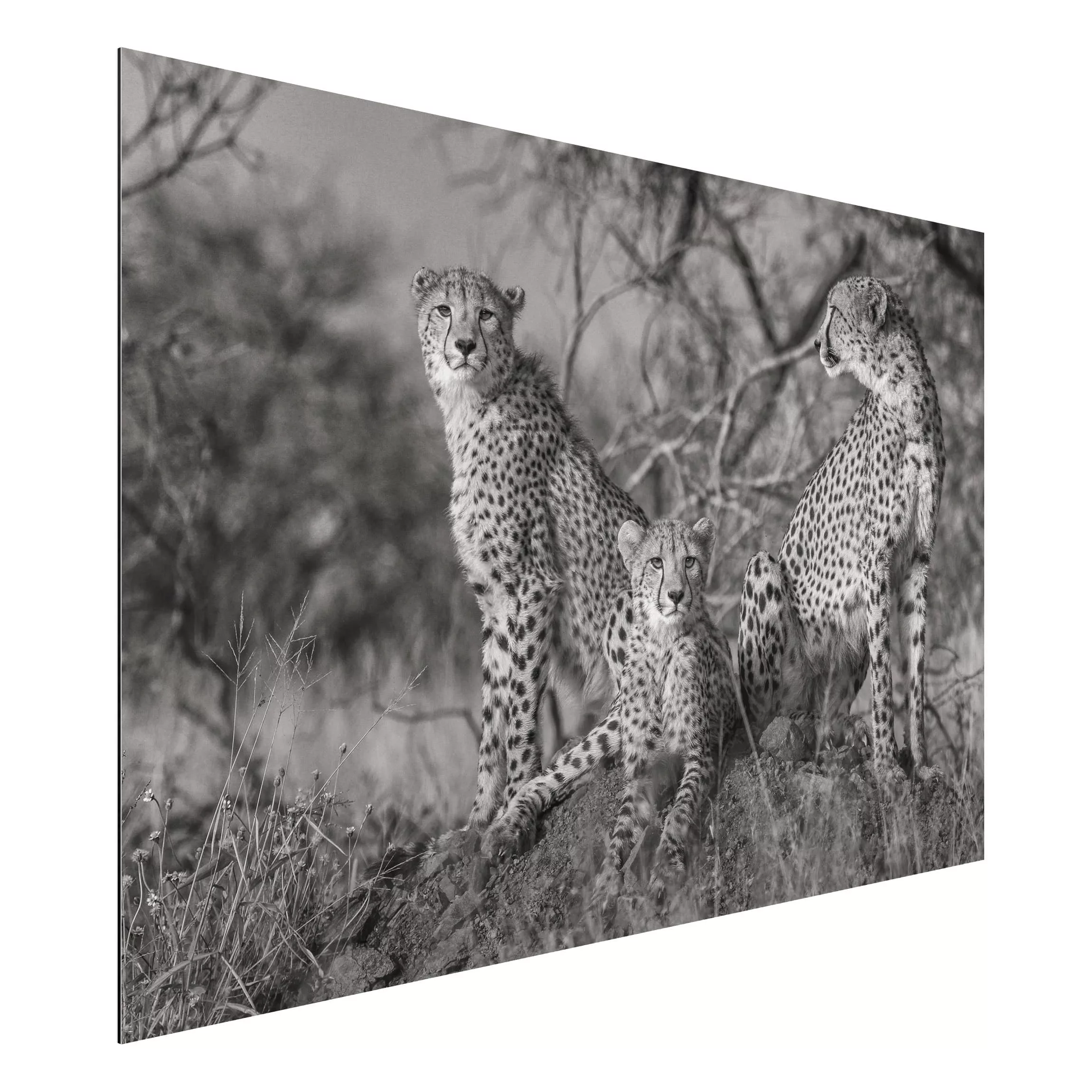 Alu-Dibond Bild Schwarz-Weiß - Querformat 3:2 Drei Geparden günstig online kaufen