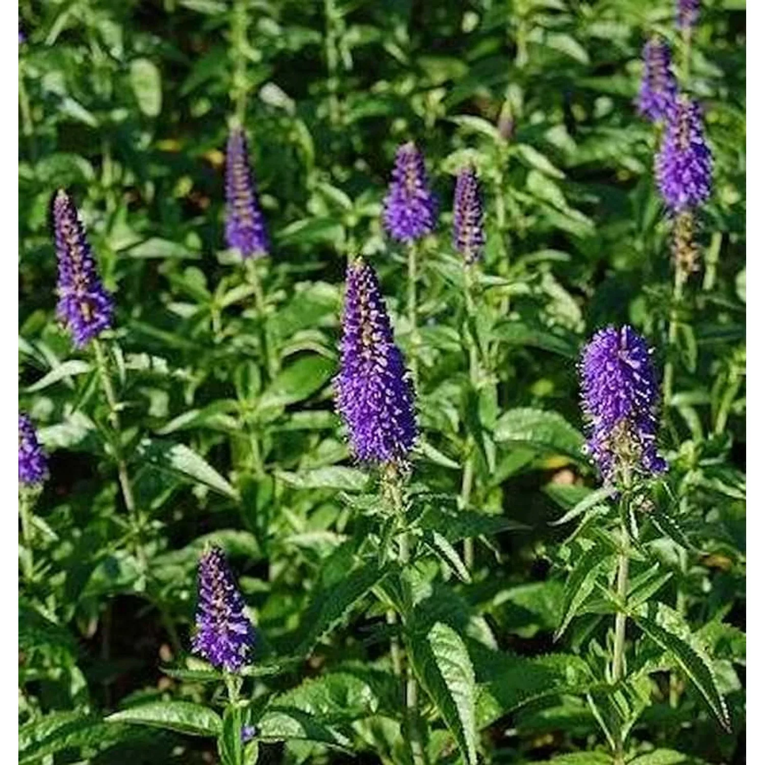 Hoher Wiesenehrenpreis Dark Maetje - Veronica longifolia günstig online kaufen