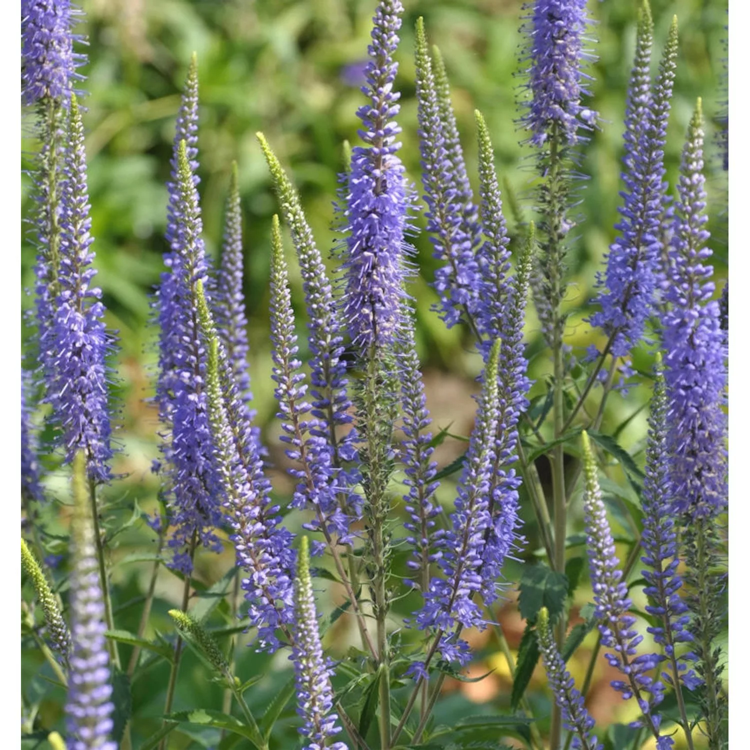 Hoher Wiesenehrenpreis - Veronica longifolia günstig online kaufen