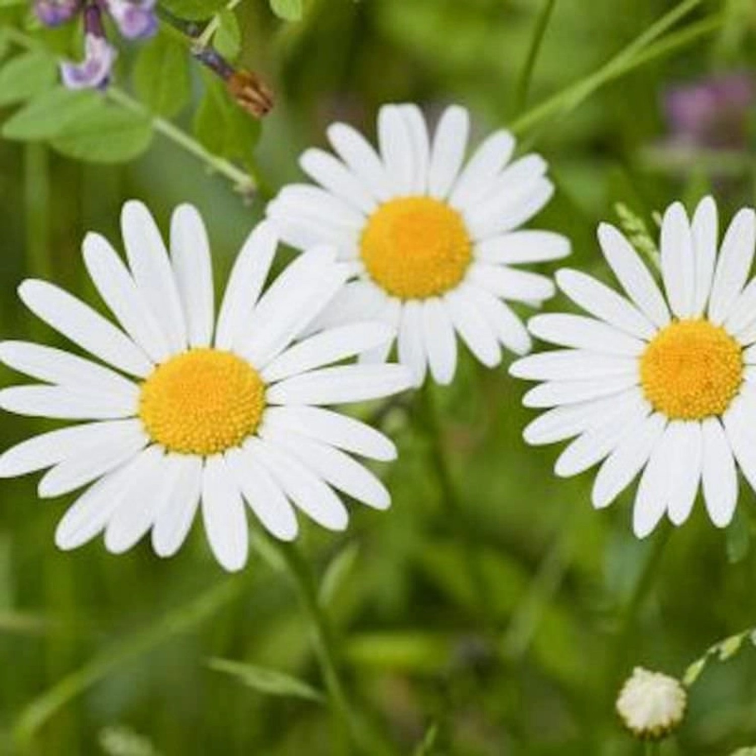 Weiße Gartenmargerite - Leucanthemum vulgare günstig online kaufen