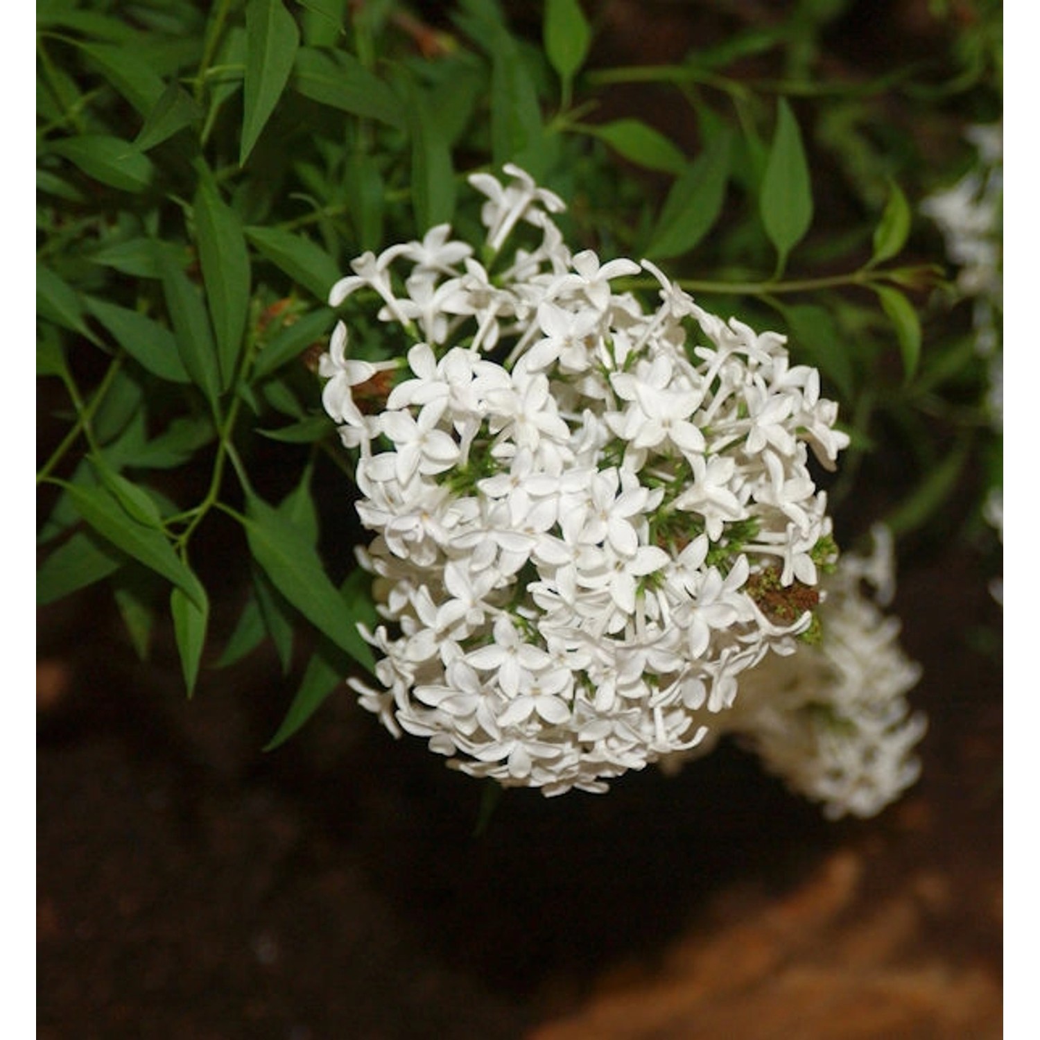 Hochstamm Weißer Persische Flieder 60-80cm - Syringa persica alba günstig online kaufen