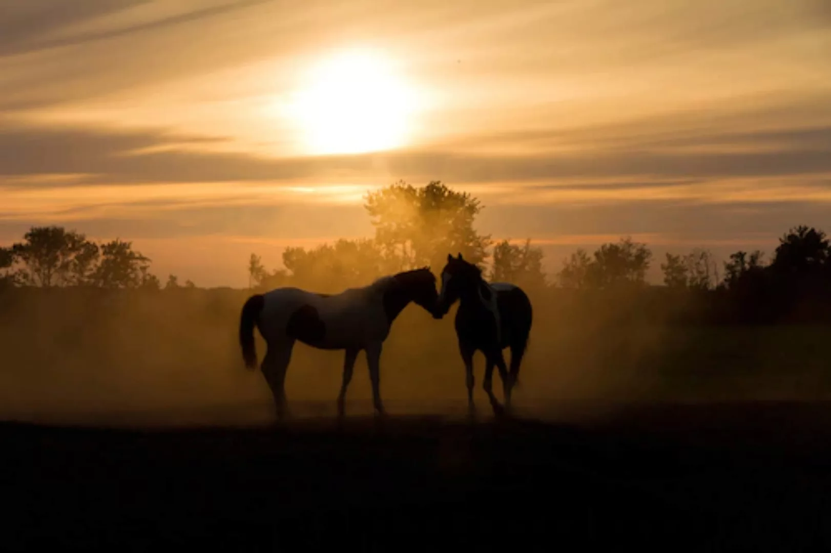 Papermoon Fototapete »Liebespferde« günstig online kaufen